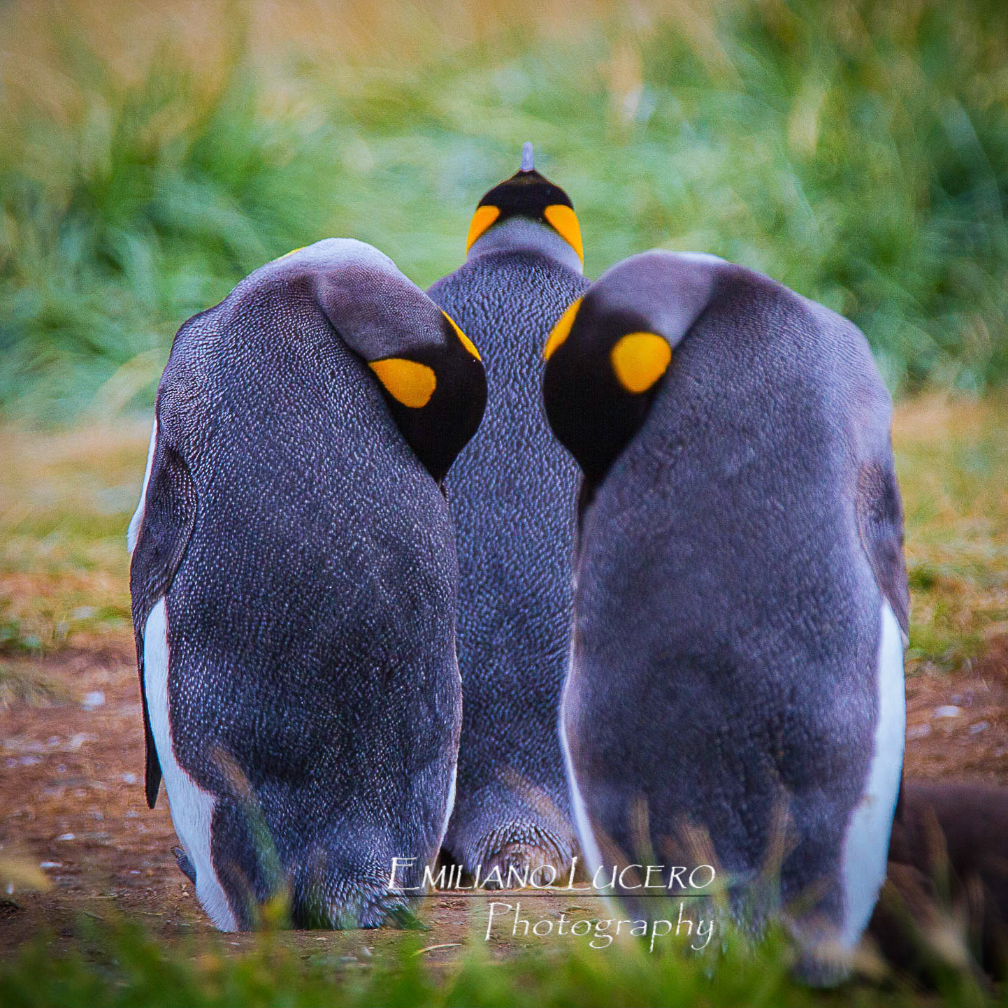 Amazing Emperor pinguins come ever year to Tierra del Fuego's shore to start a new breading season.