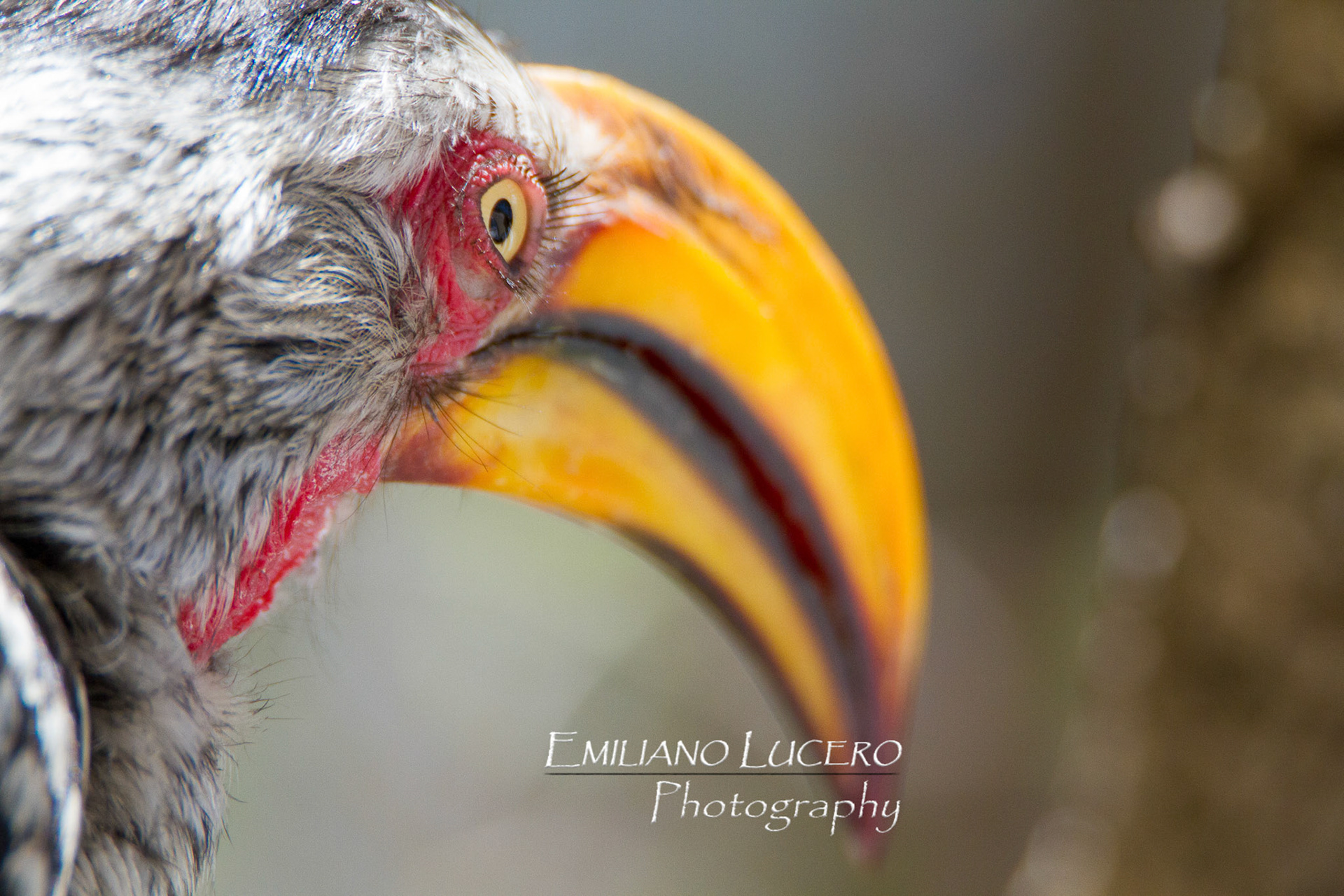 The yellow billed hornbill will be present in your trip thur the kruger National Park