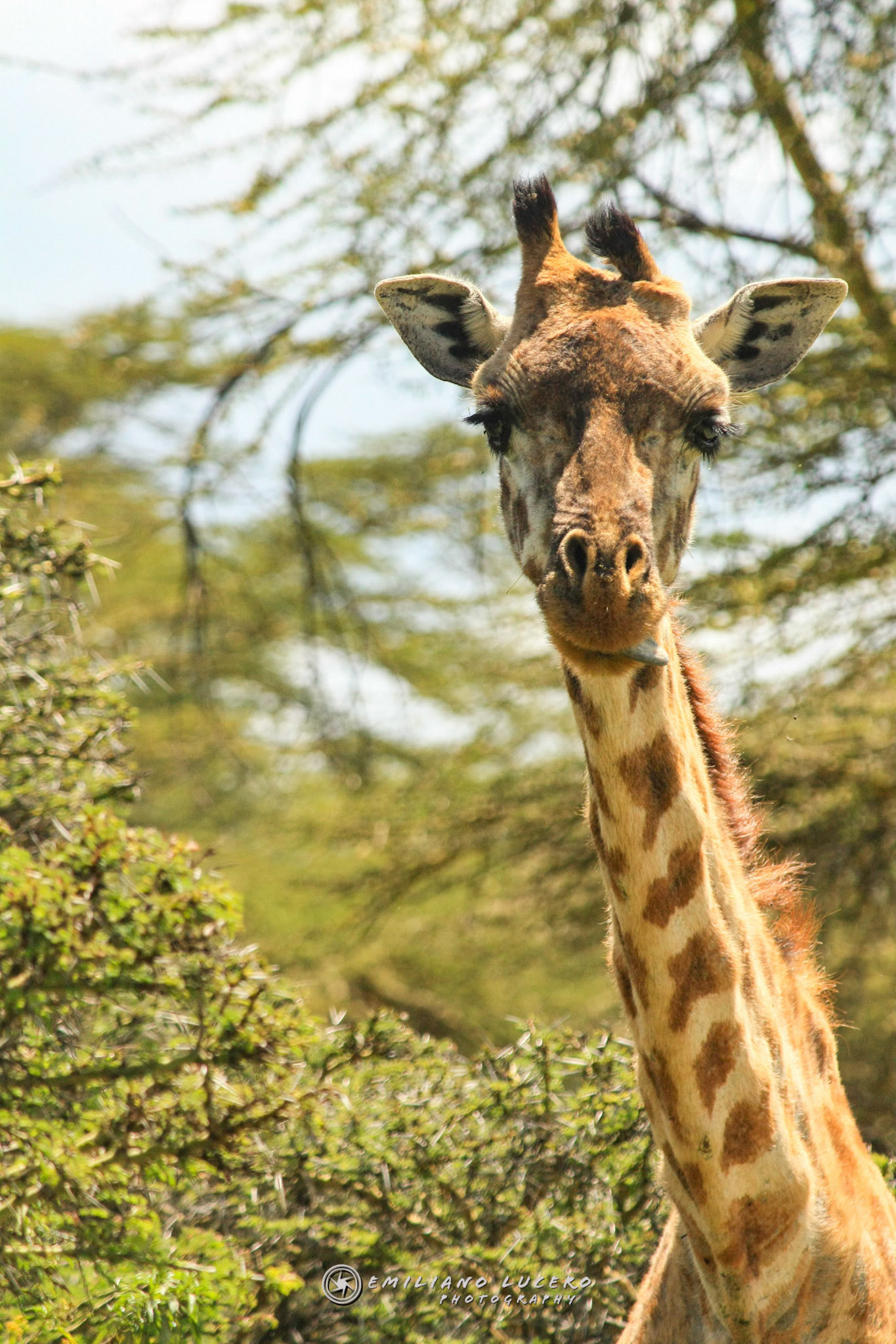 Jirafa Lake Naivasha - Kenia