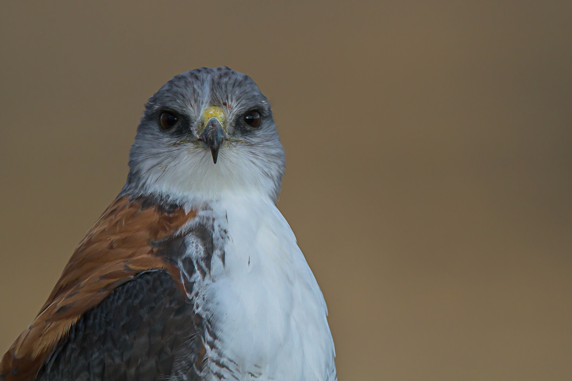 Buteo polysoma, PAtagonia Argentina