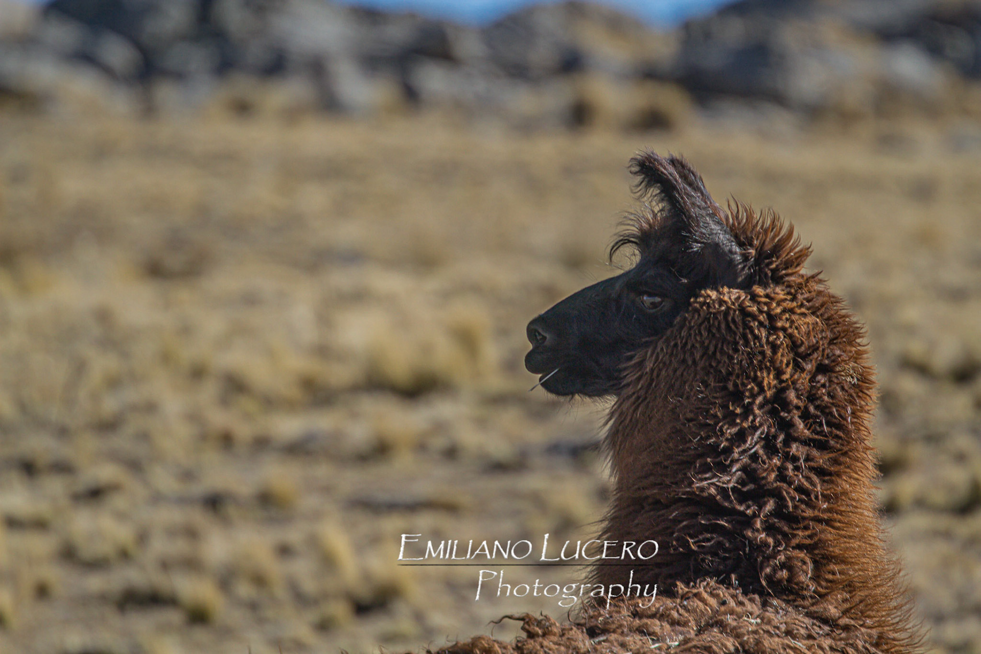 Llama - Argentina