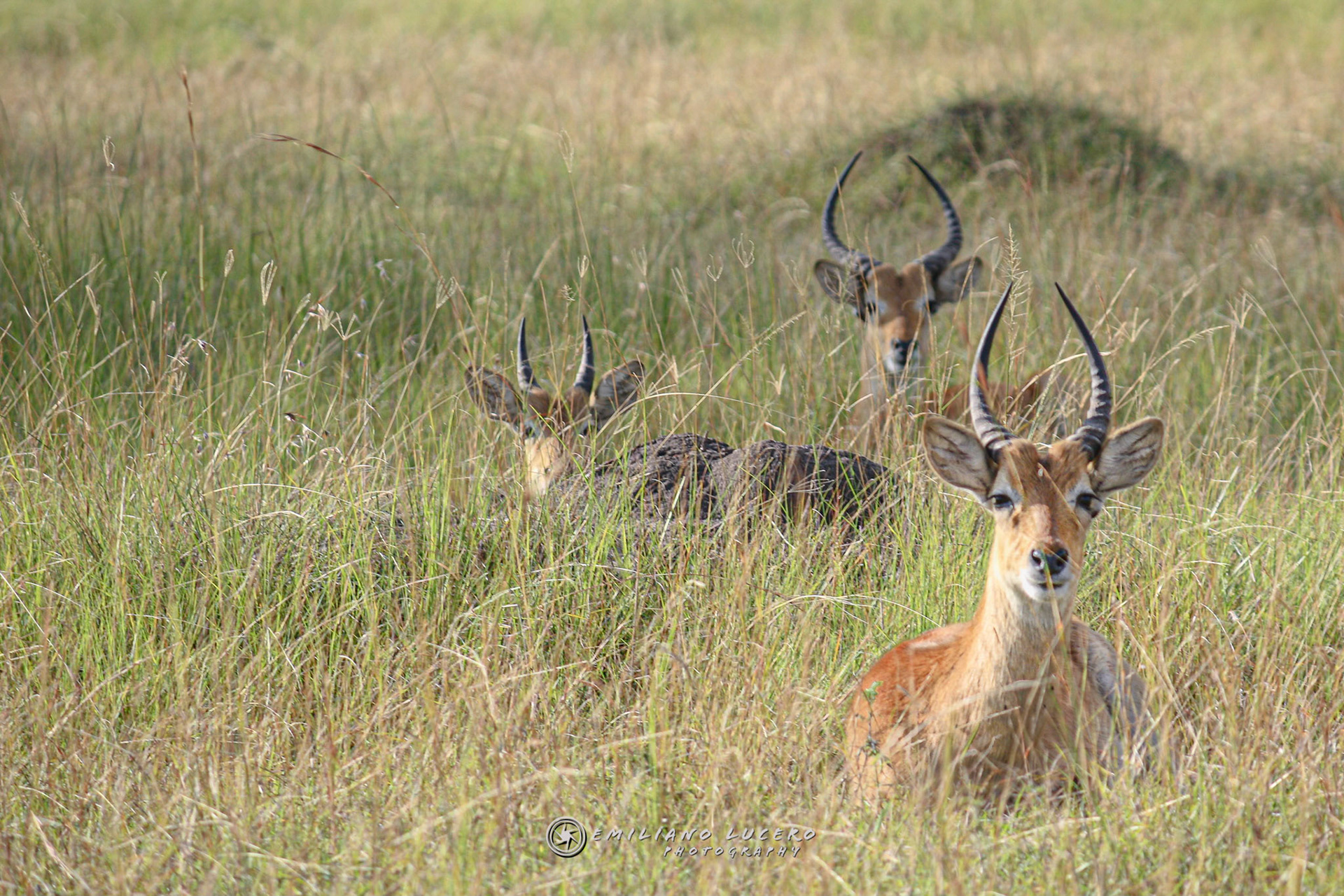 Impala (Aepyceros melampus)Kruger NP. - South Africa