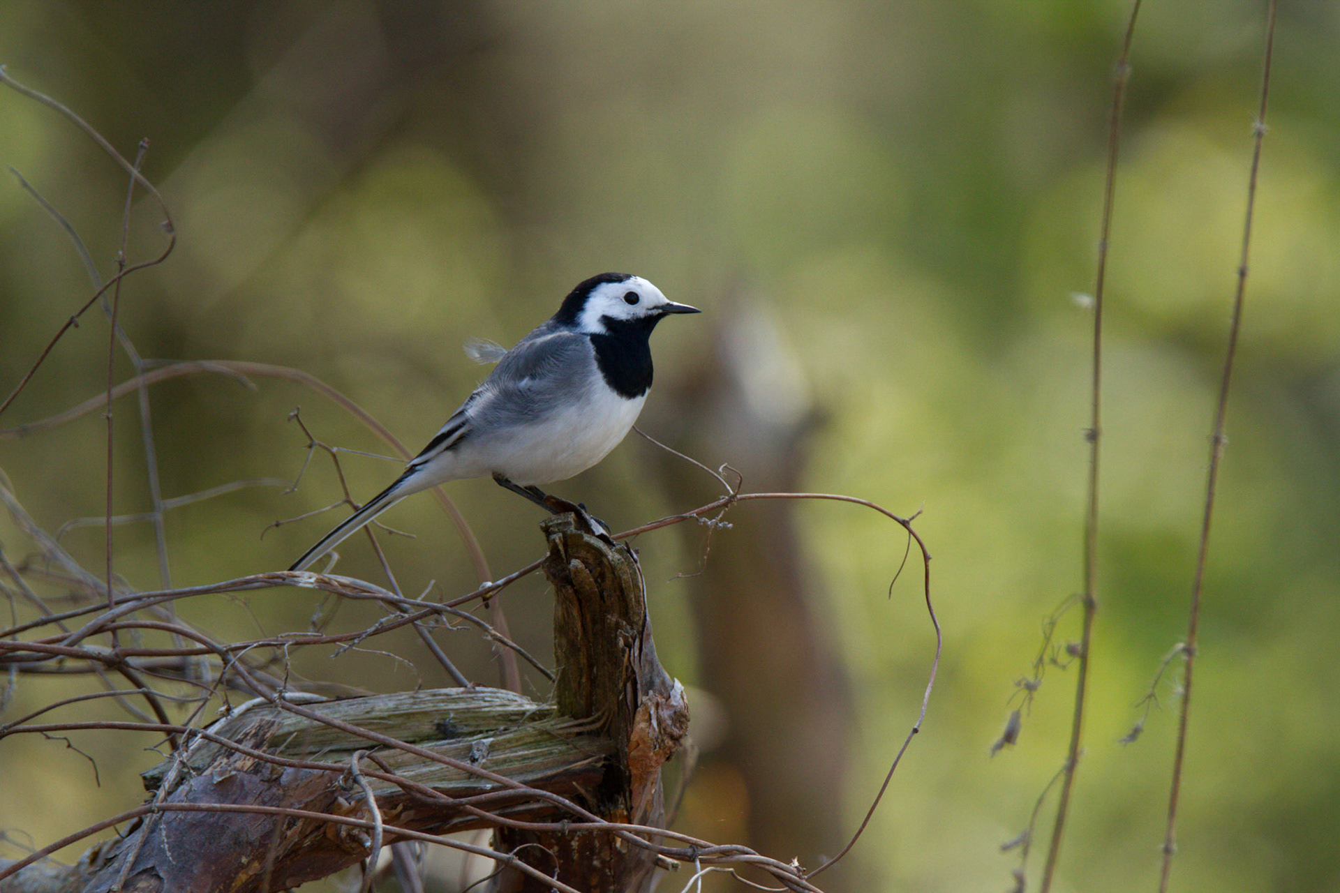 White wagtail -motacilla alba