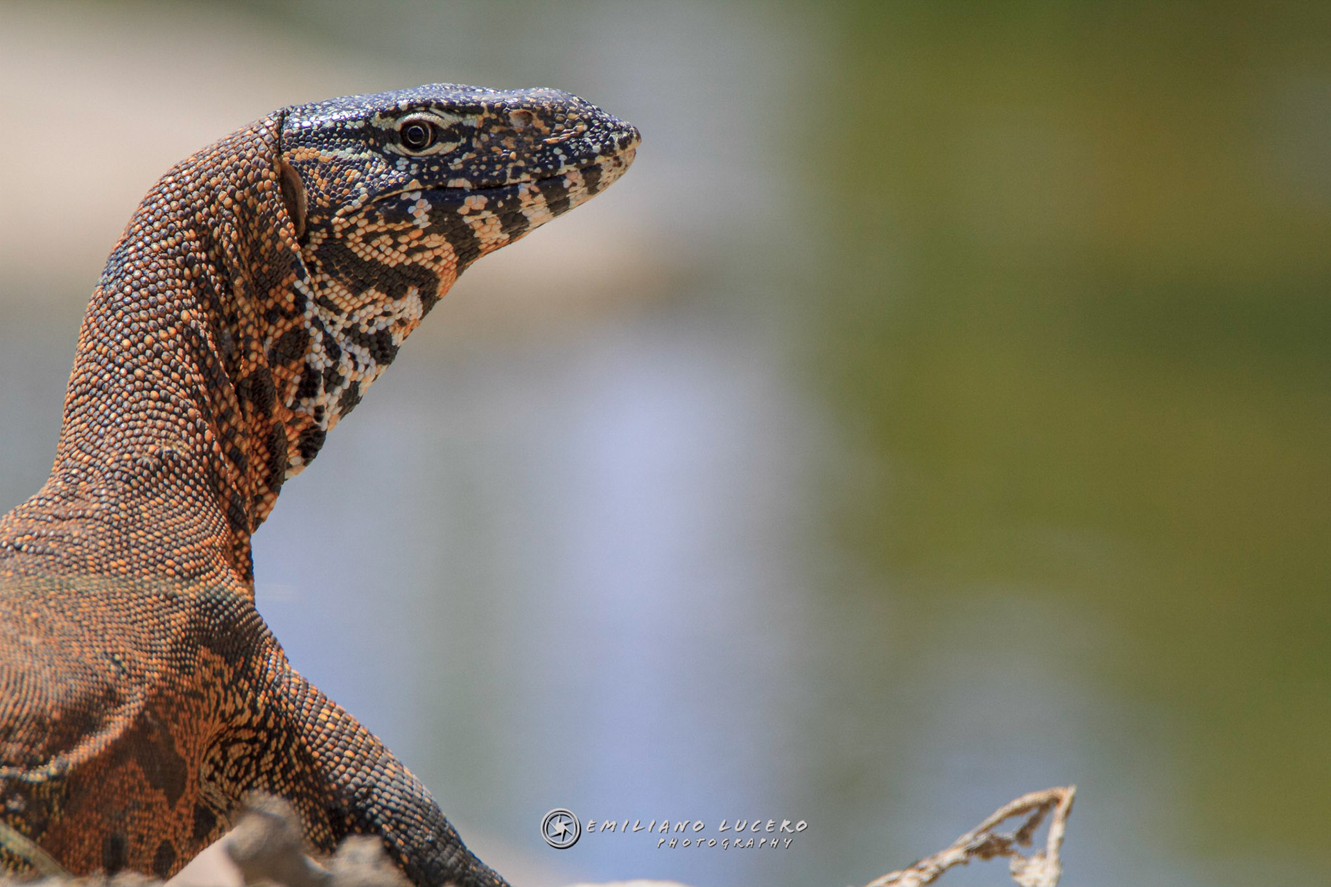 White-throated Monitor (Varanus albigularis albigularis)