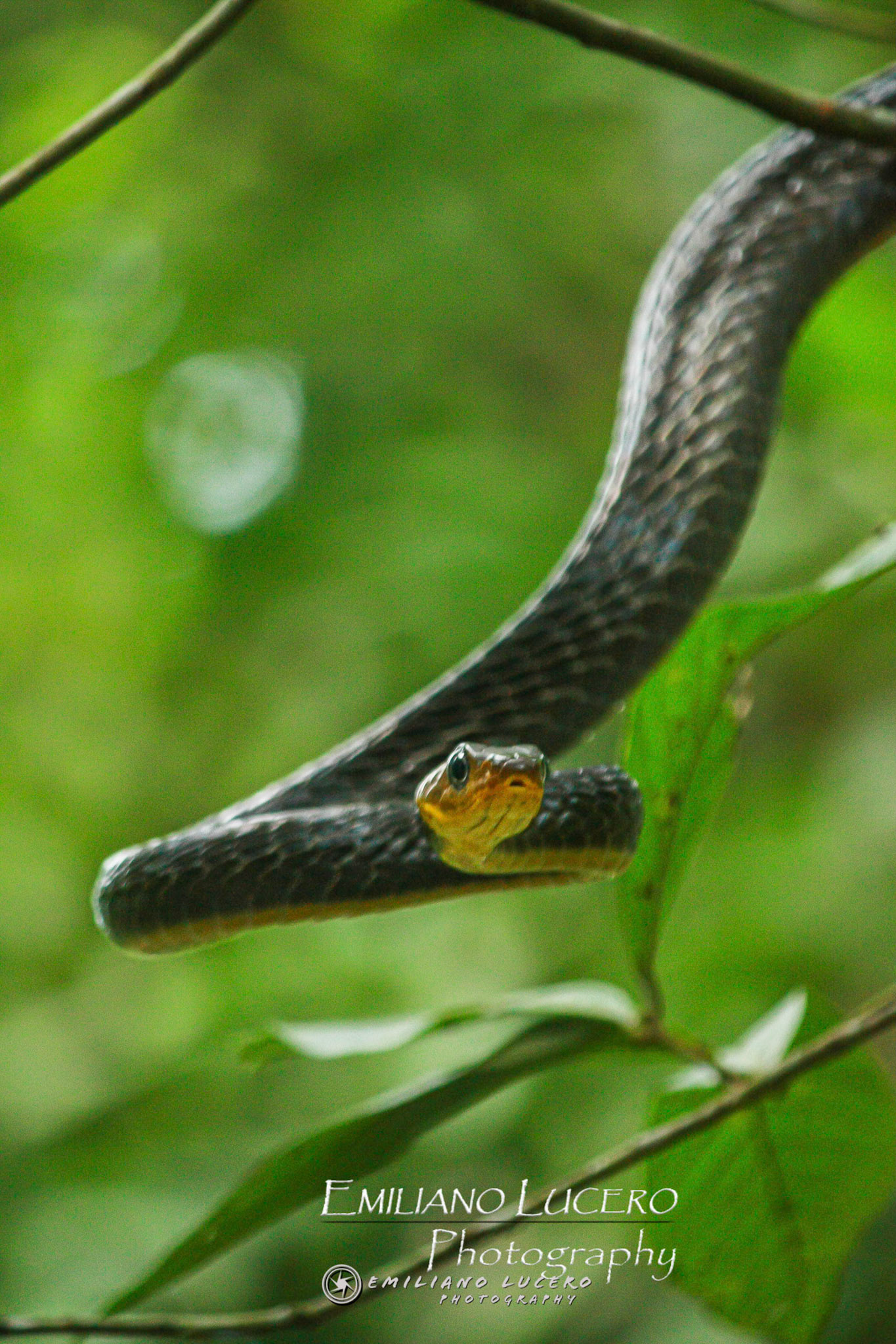 When the amazonas basin is flood during the rainy season all snakes travel thru branches searching for ther pray. Amazonas, Brasil.