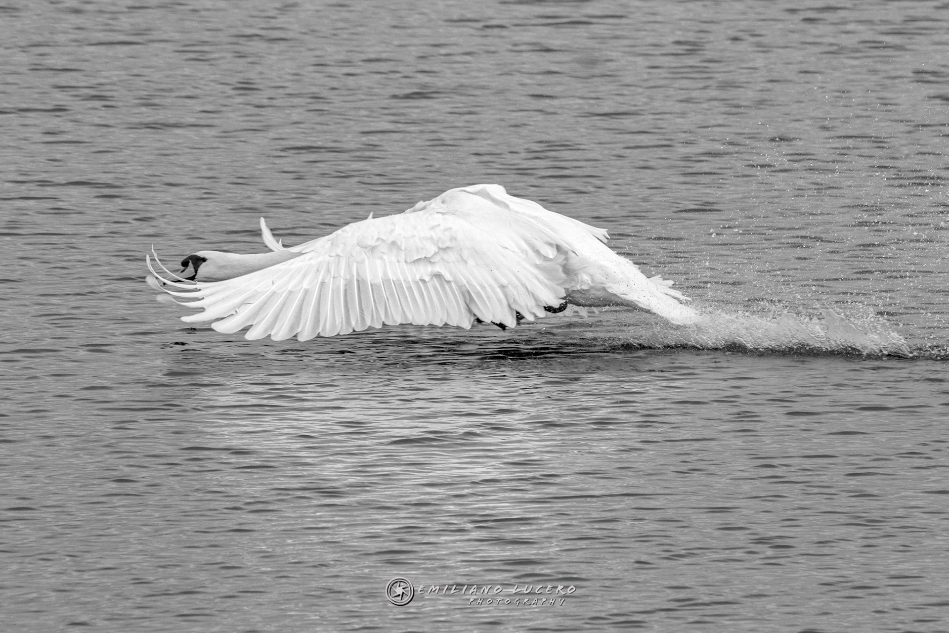 Cisne Mudo (Mute Swan) - Holanda