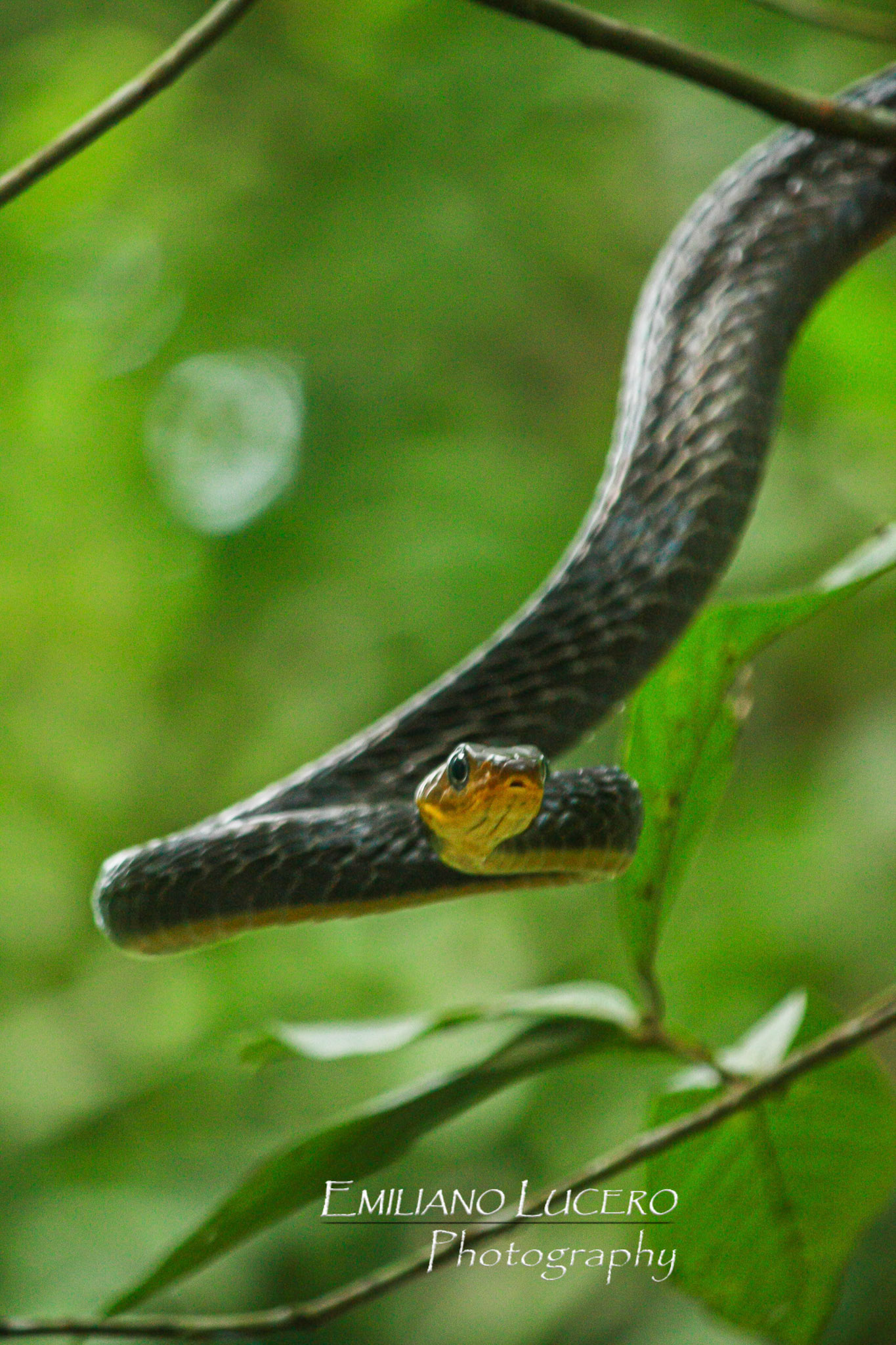 When the amazonas basin is flood during the rainy season all snakes travel thru branches searching for ther pray. Amazonas, Brasil.
