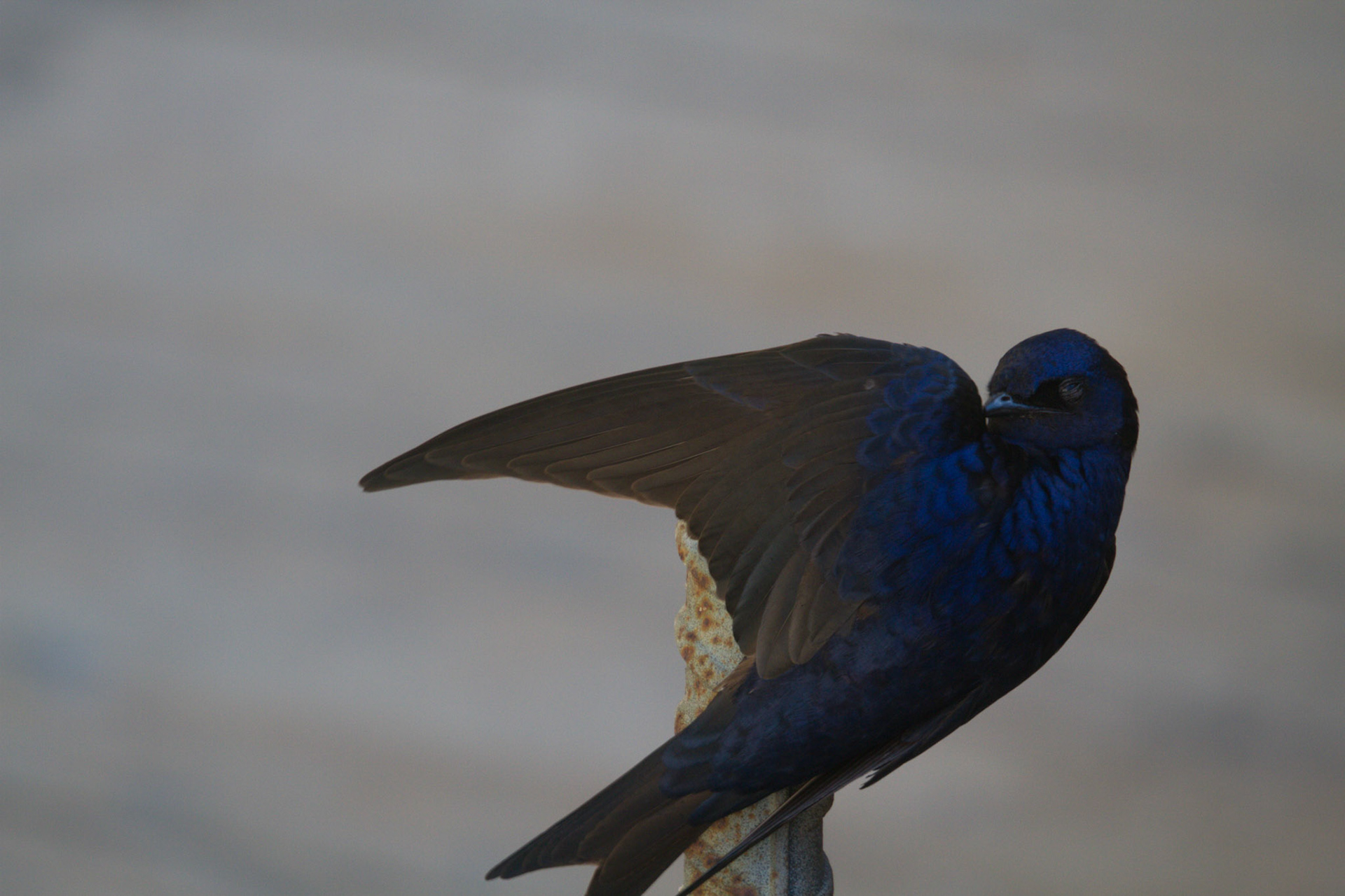 Golondrina negra vs purpurea?