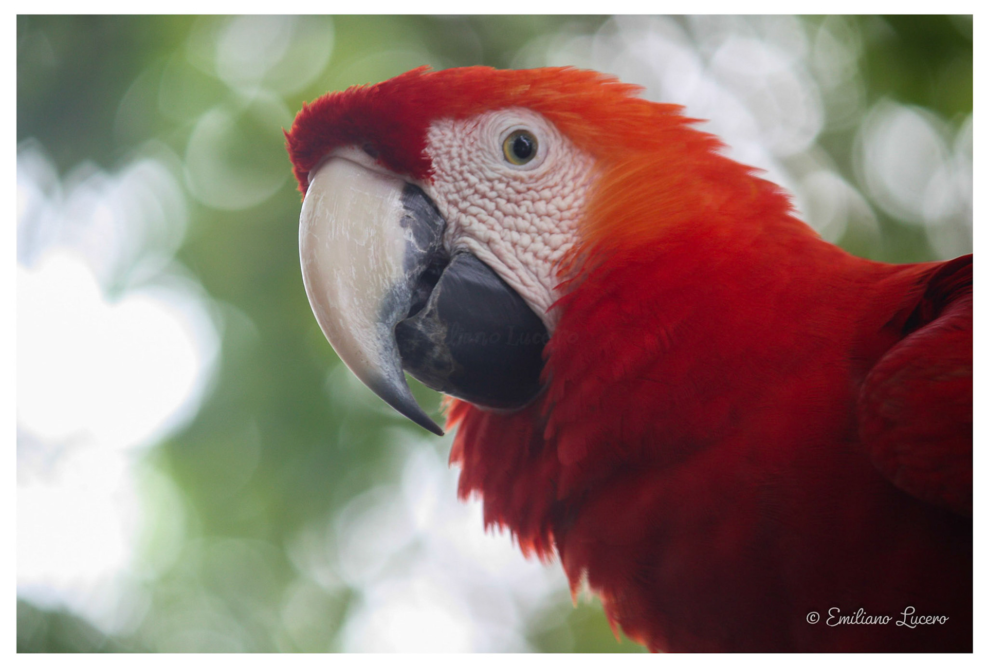 Amazonas - Brasil