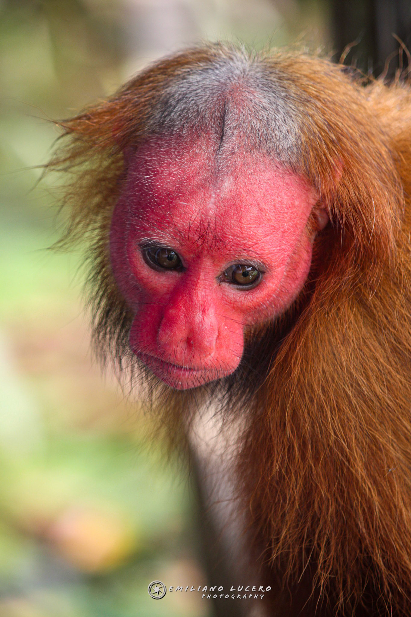 Bald UkariAmazonas - Brasil This enderged monkey lives in the Amazona forest.