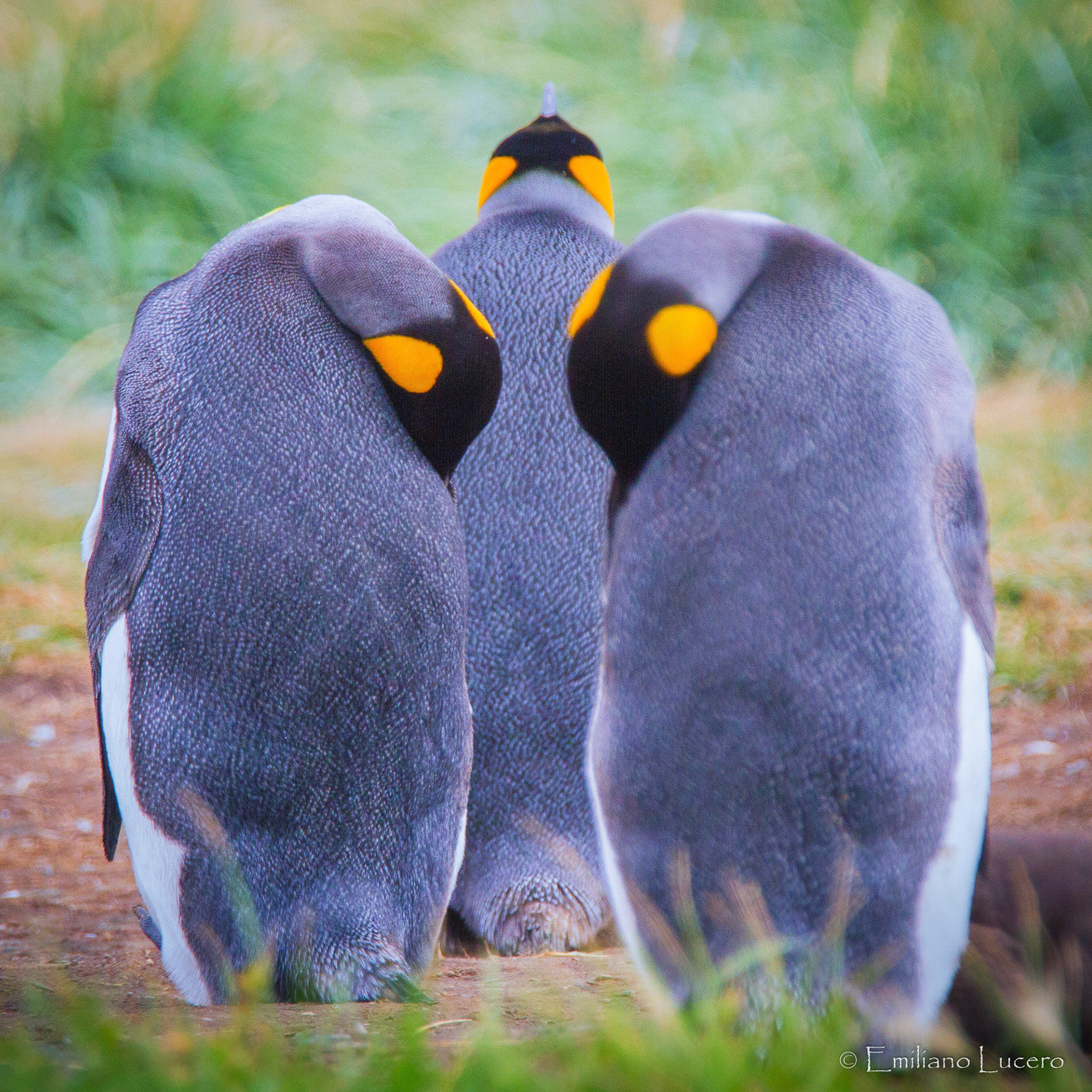 Amazing Emperor pinguins come ever year to Tierra del Fuego's shore to start a new breading season.