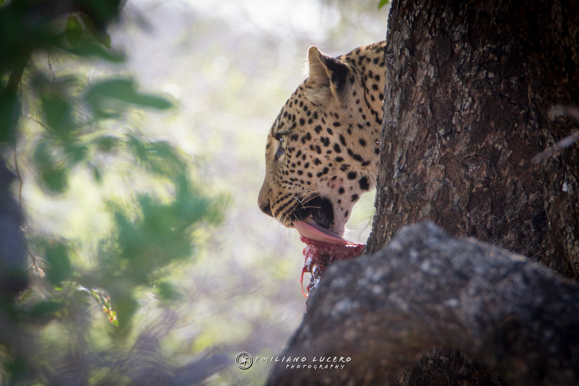 he start tasting his meal without lossing the visual on the hungry visitors