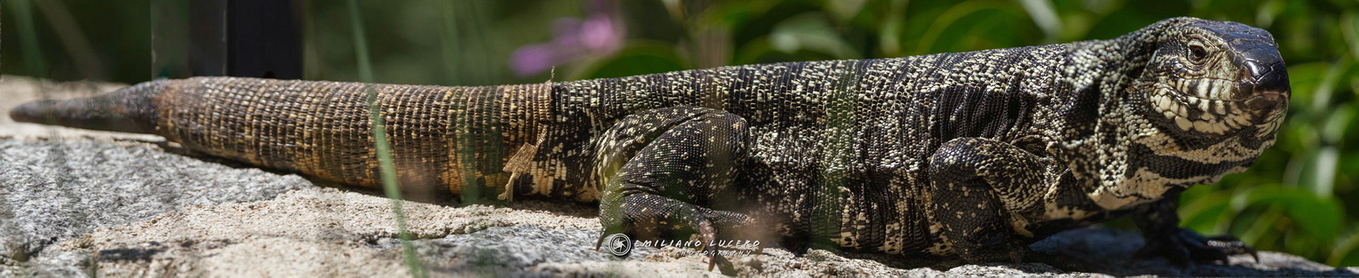 Lagarto Overo - Cordoba - Argentina
