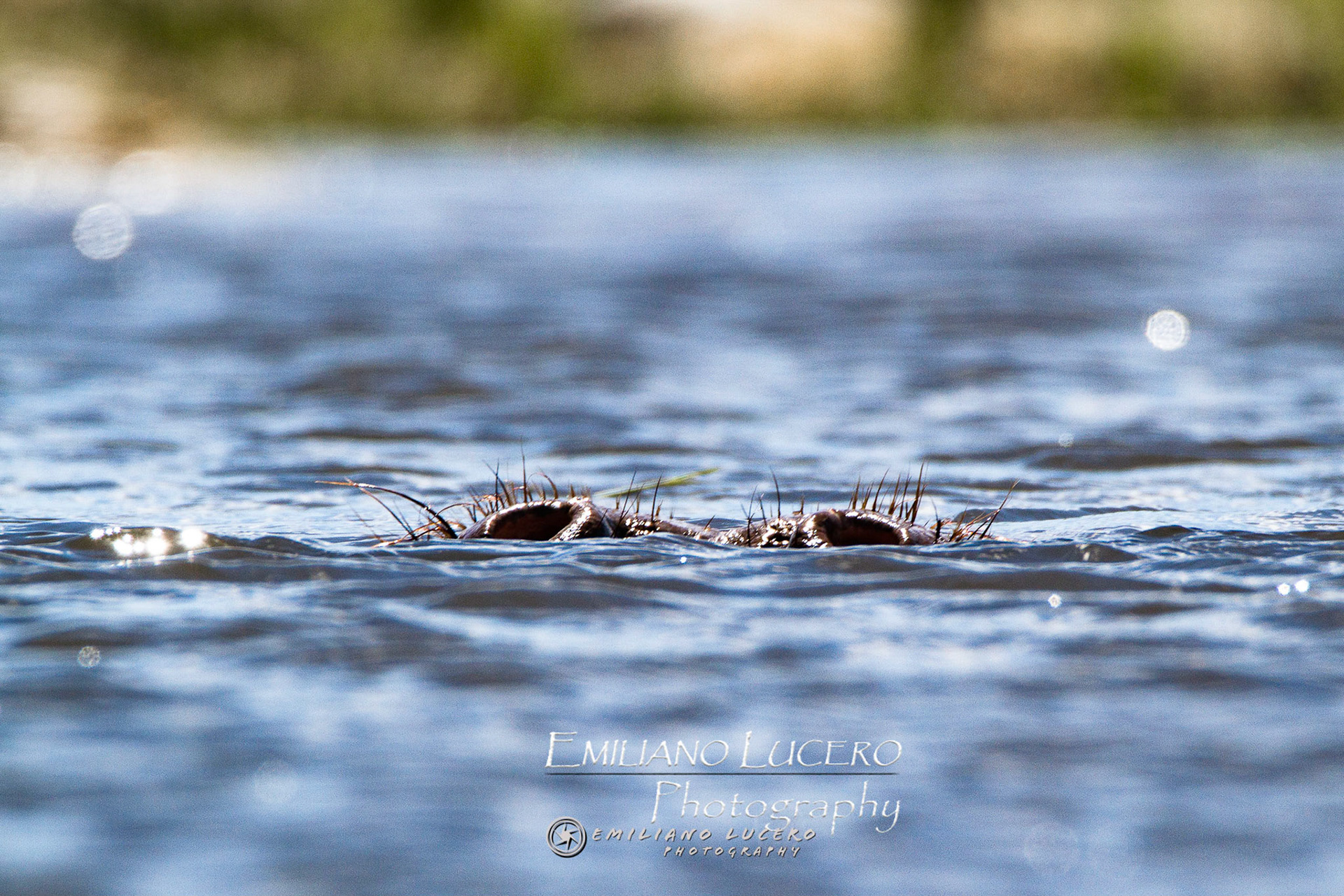 Guess who is under the water. Missis Hipo. The day was so hot that it barly left this position for hours. Kruger National Park, South Africa.