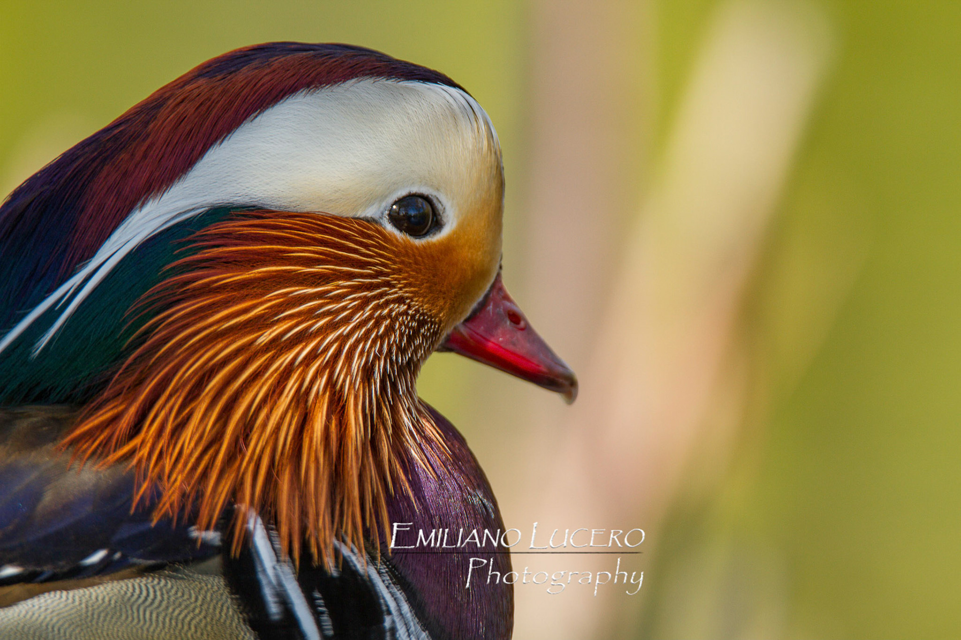 Mandarin Duck - Aix galericulata