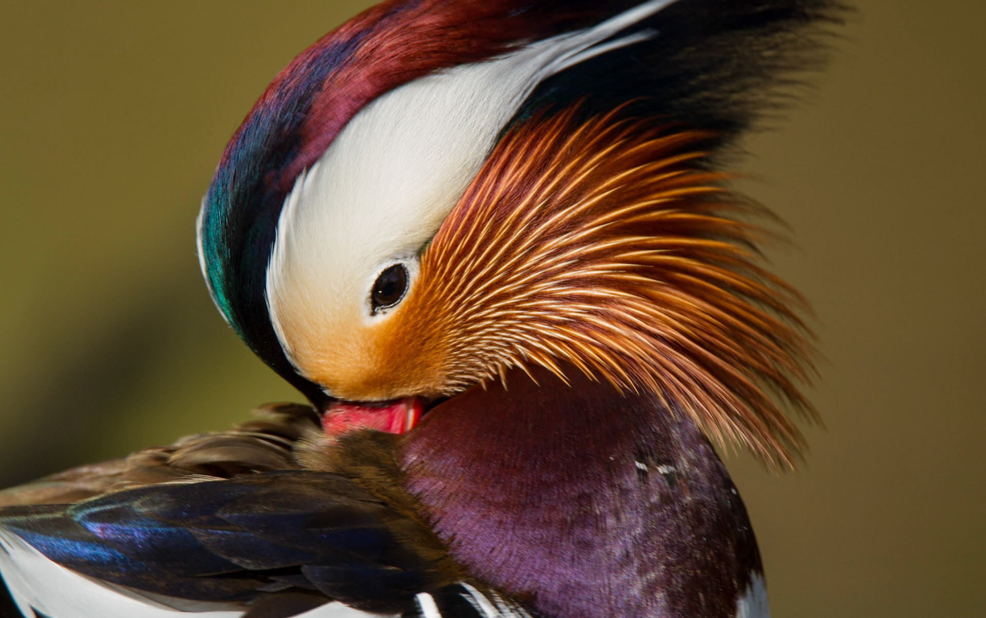 Mandarin Duck - Aix galericulata