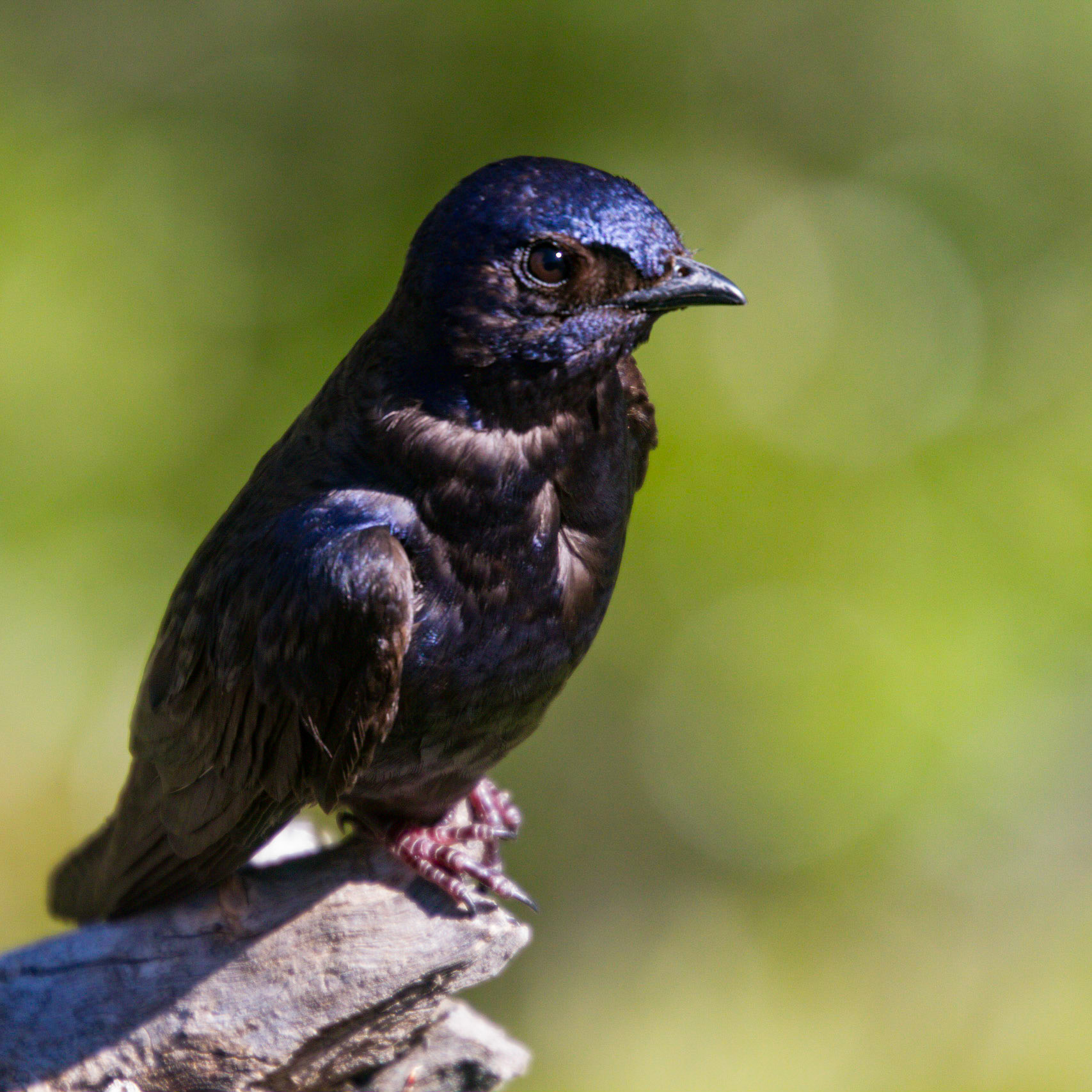 Golondrina negra vs purpurea?