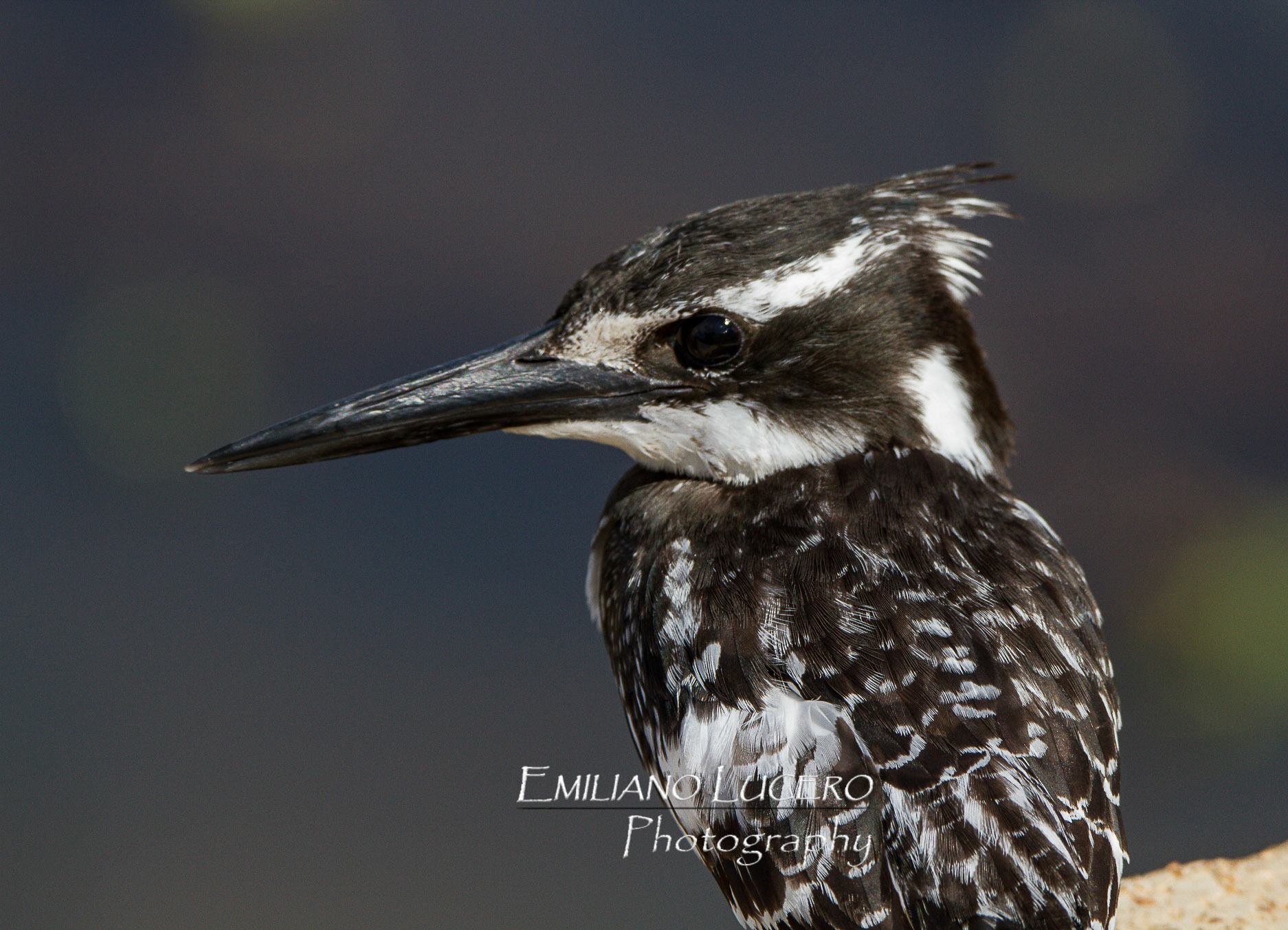 This African King fisher usually hunts by hovering over the water to detect prey and diving vertically down bill-first to capture fish.
