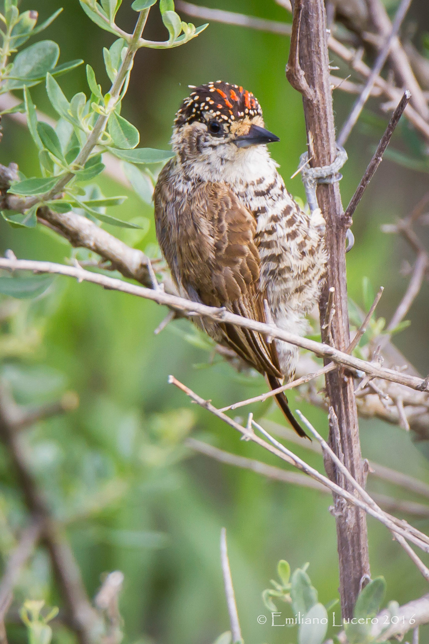 Carpinterito común - White-barred piculet - Picumnus cirratus