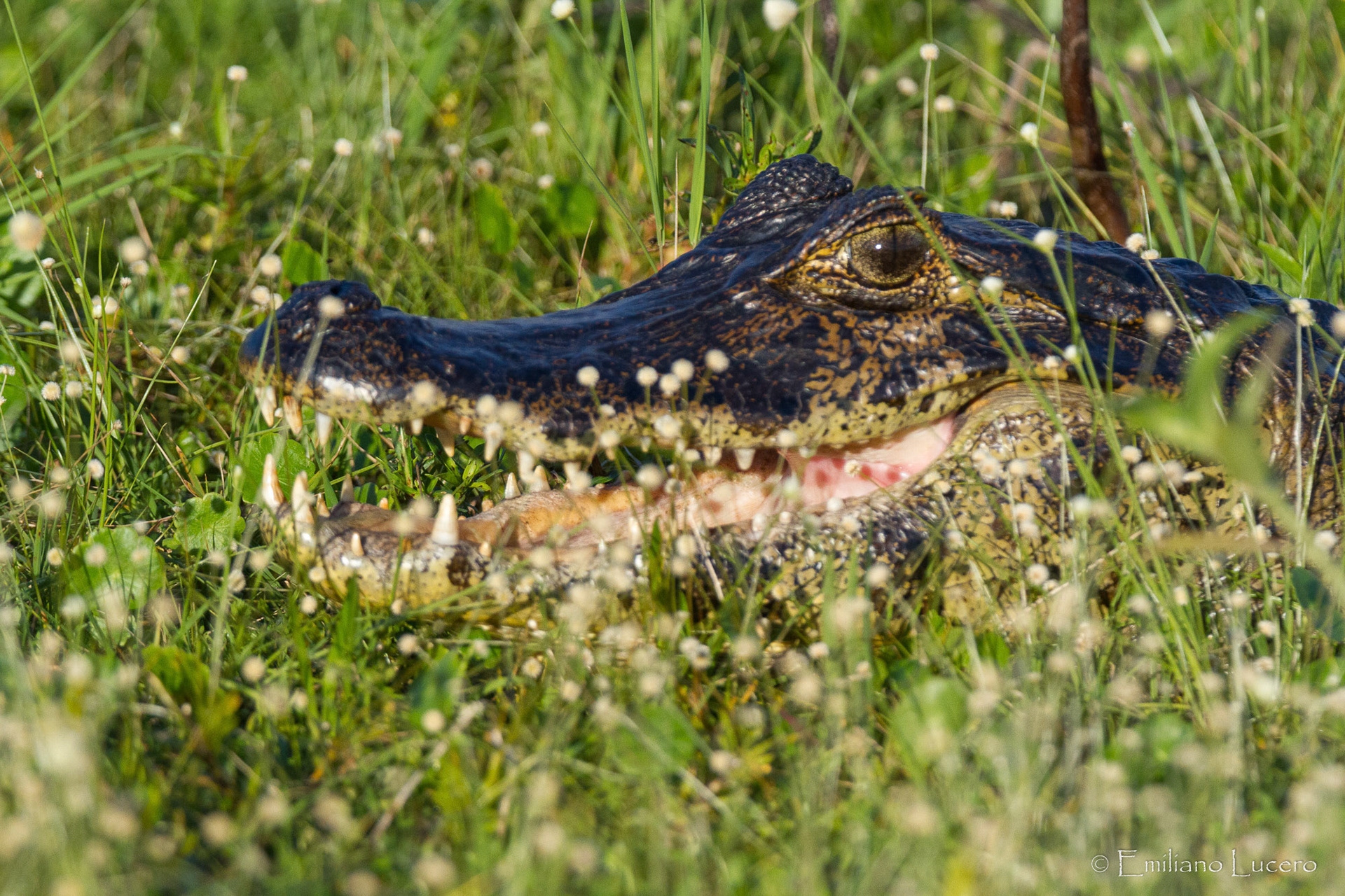 Iberá - Argentina