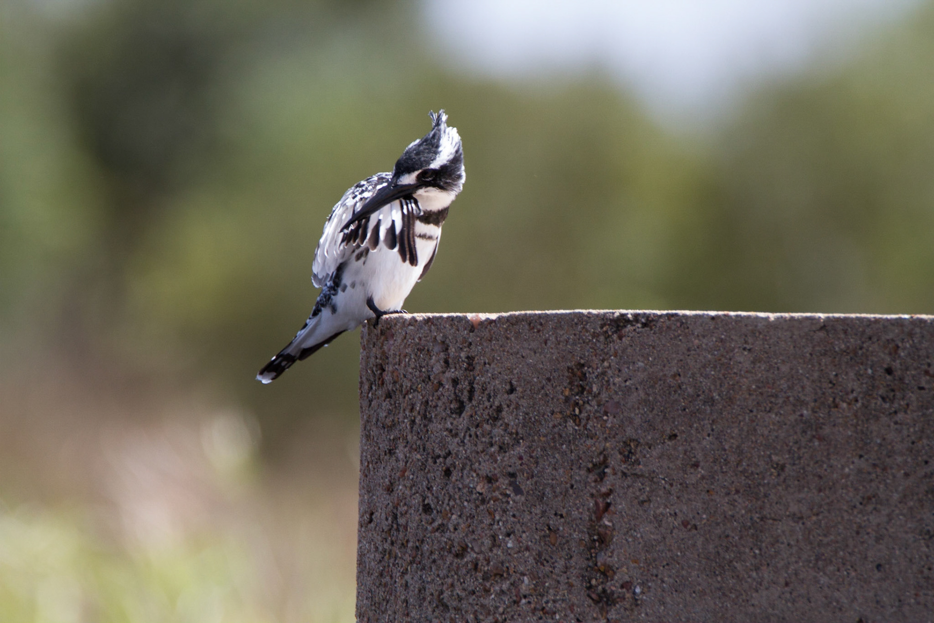 Pied Kingfisher - Ceryle rudis