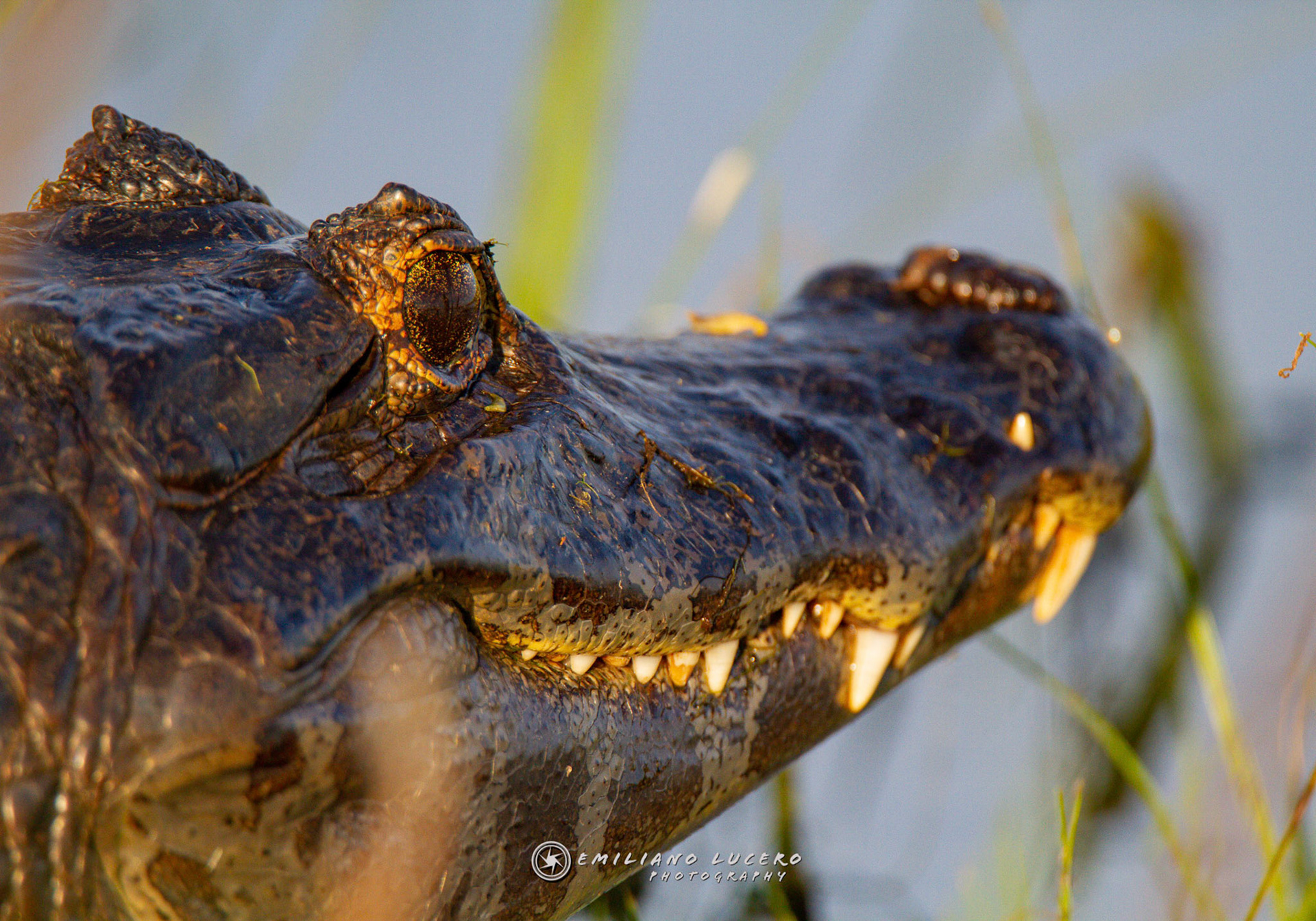 Yacaré Negro (Caiman yacare)Parque Nacional Esteros del Iberá