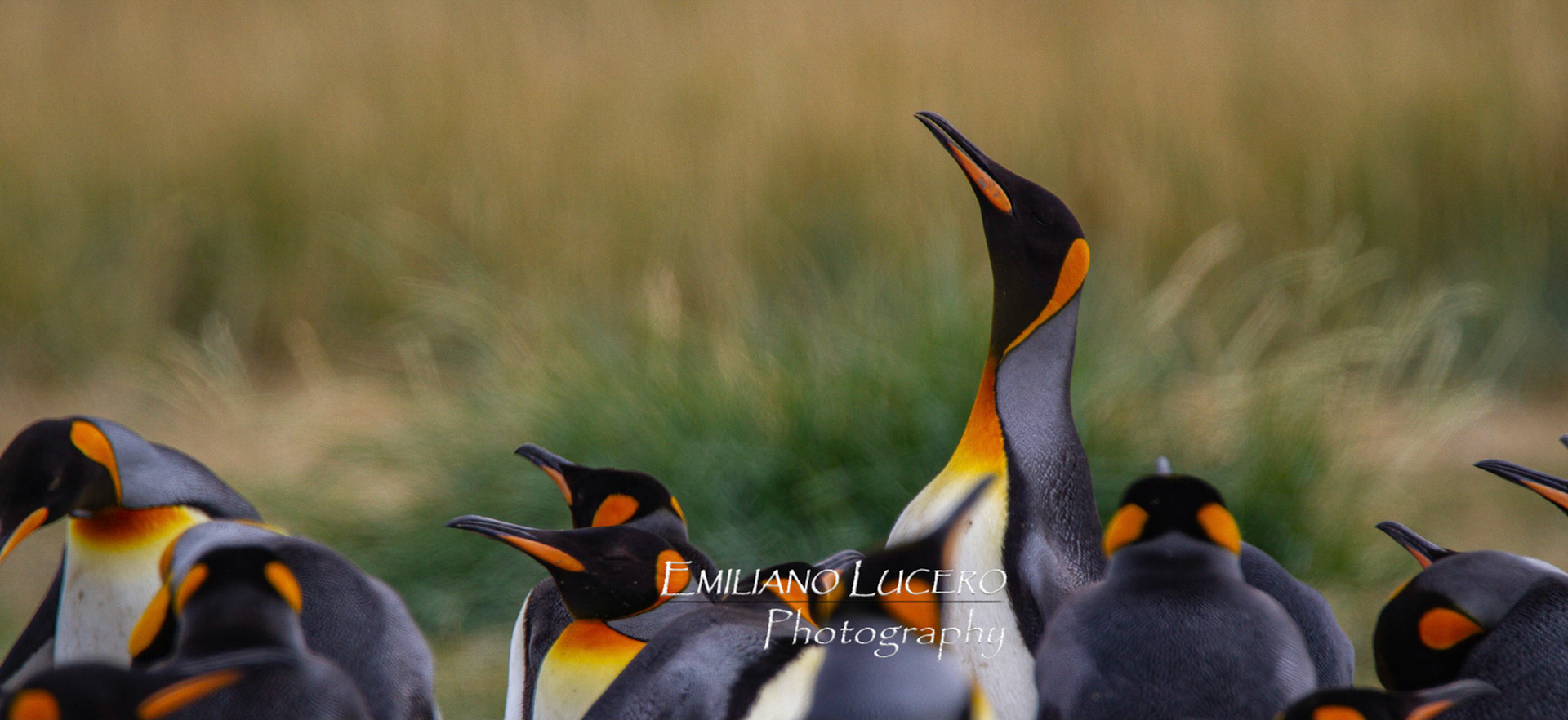 Amazing Emperor pinguins come ever year to Tierra del Fuego's shore to start a new breading season.