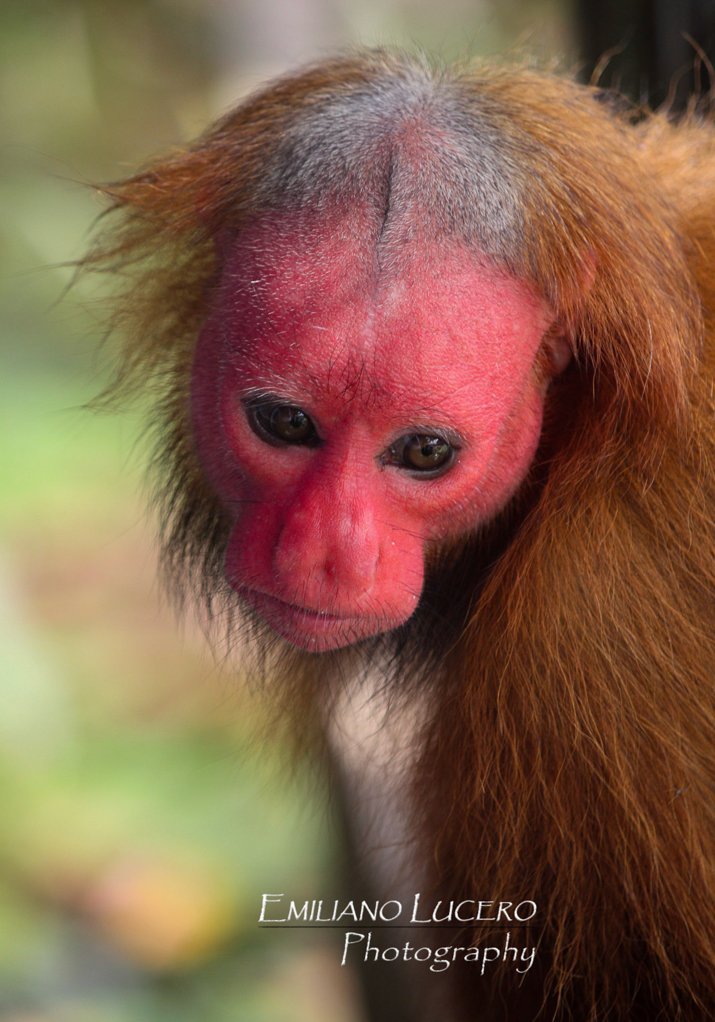 This enderged monkey lives in the Amazona forest.