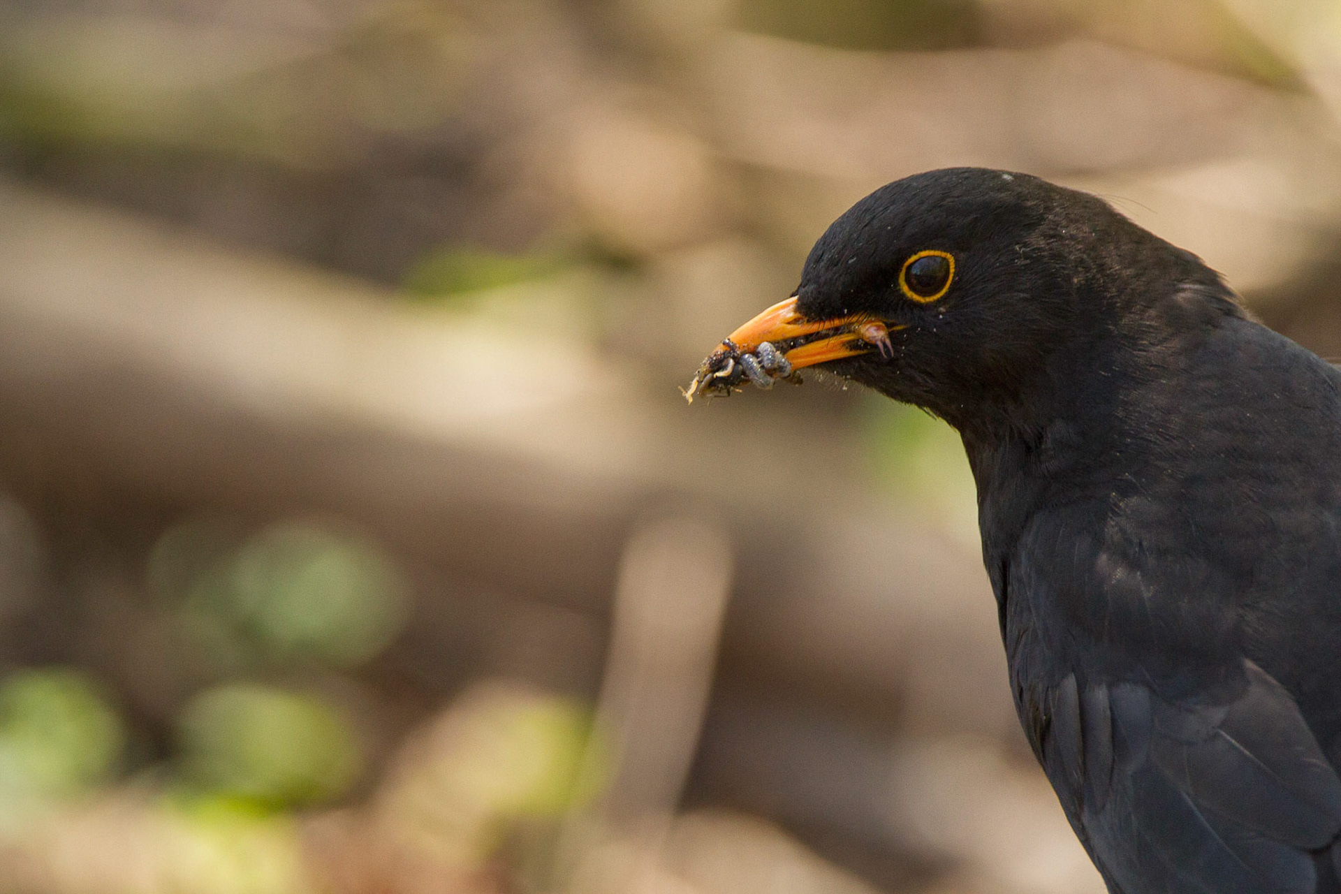 Blackbird - Turdus merula