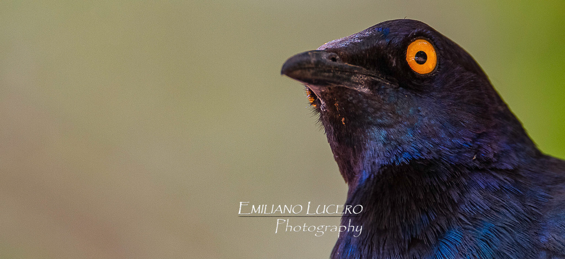 Cape glossy starling - Lamprotornis nitens