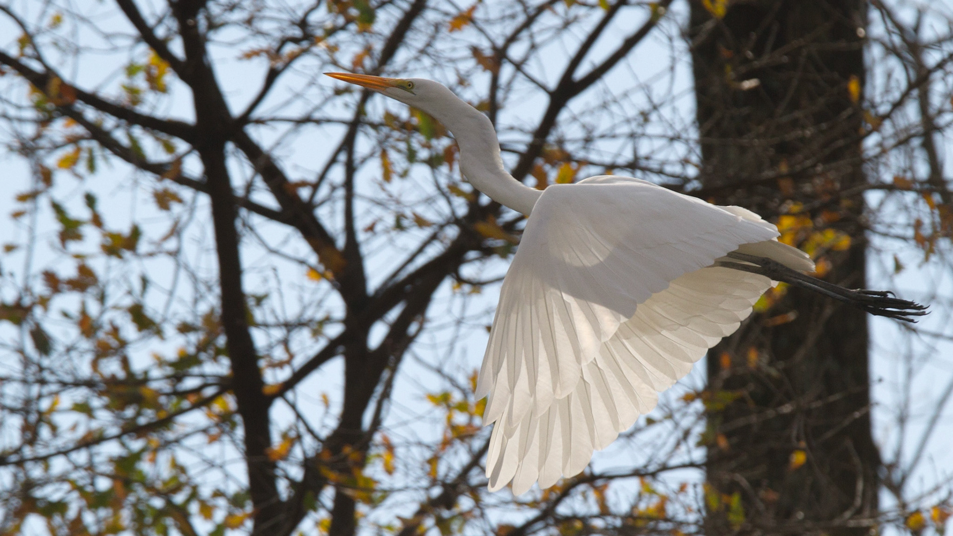 Garza Blanca