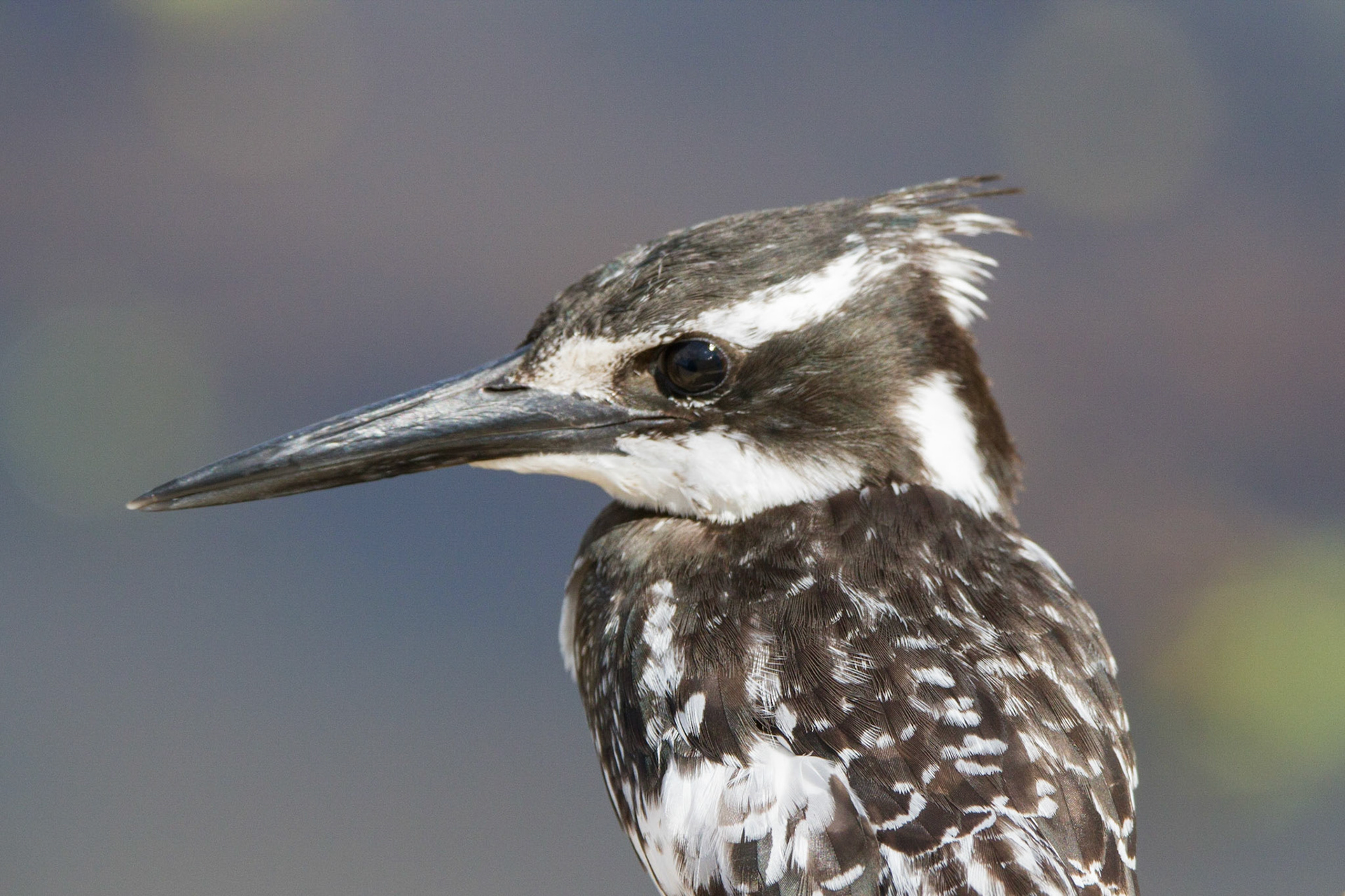 This African King fisher usually hunts by hovering over the water to detect prey and diving vertically down bill-first to capture fish.