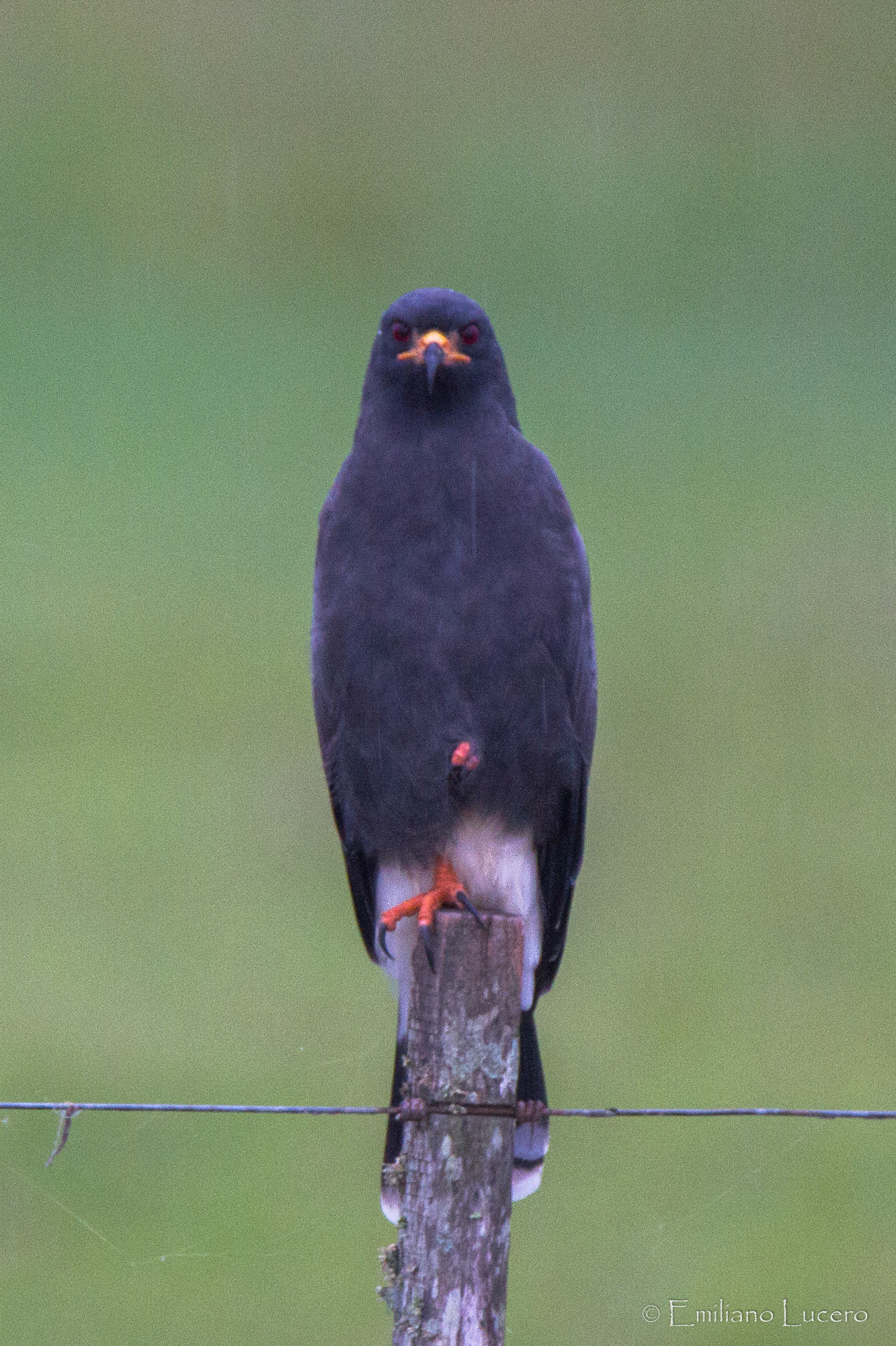 Caracolero - Rostrhamus sociabilis - Snail Kite