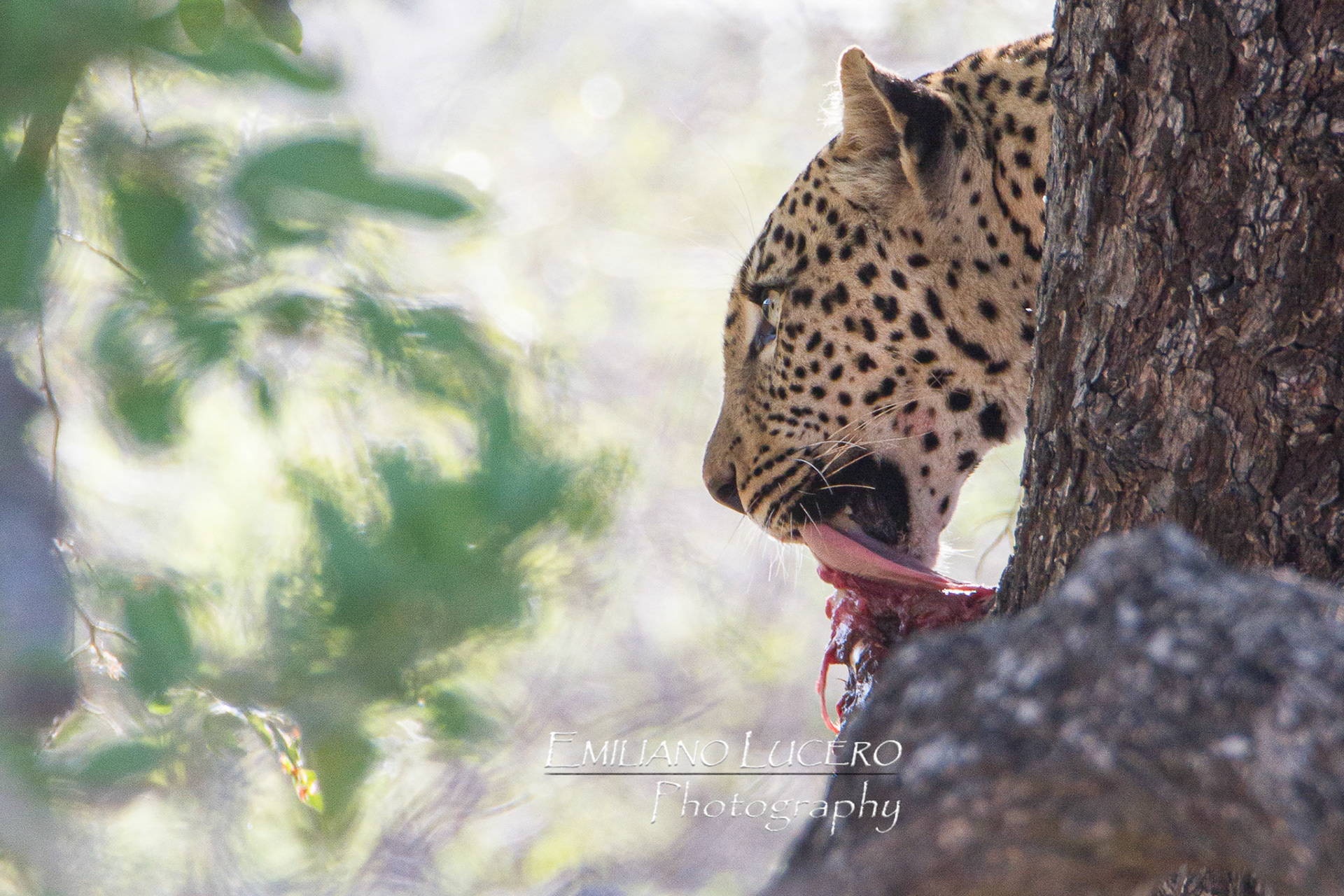he start tasting his meal without lossing the visual on the hungry visitors