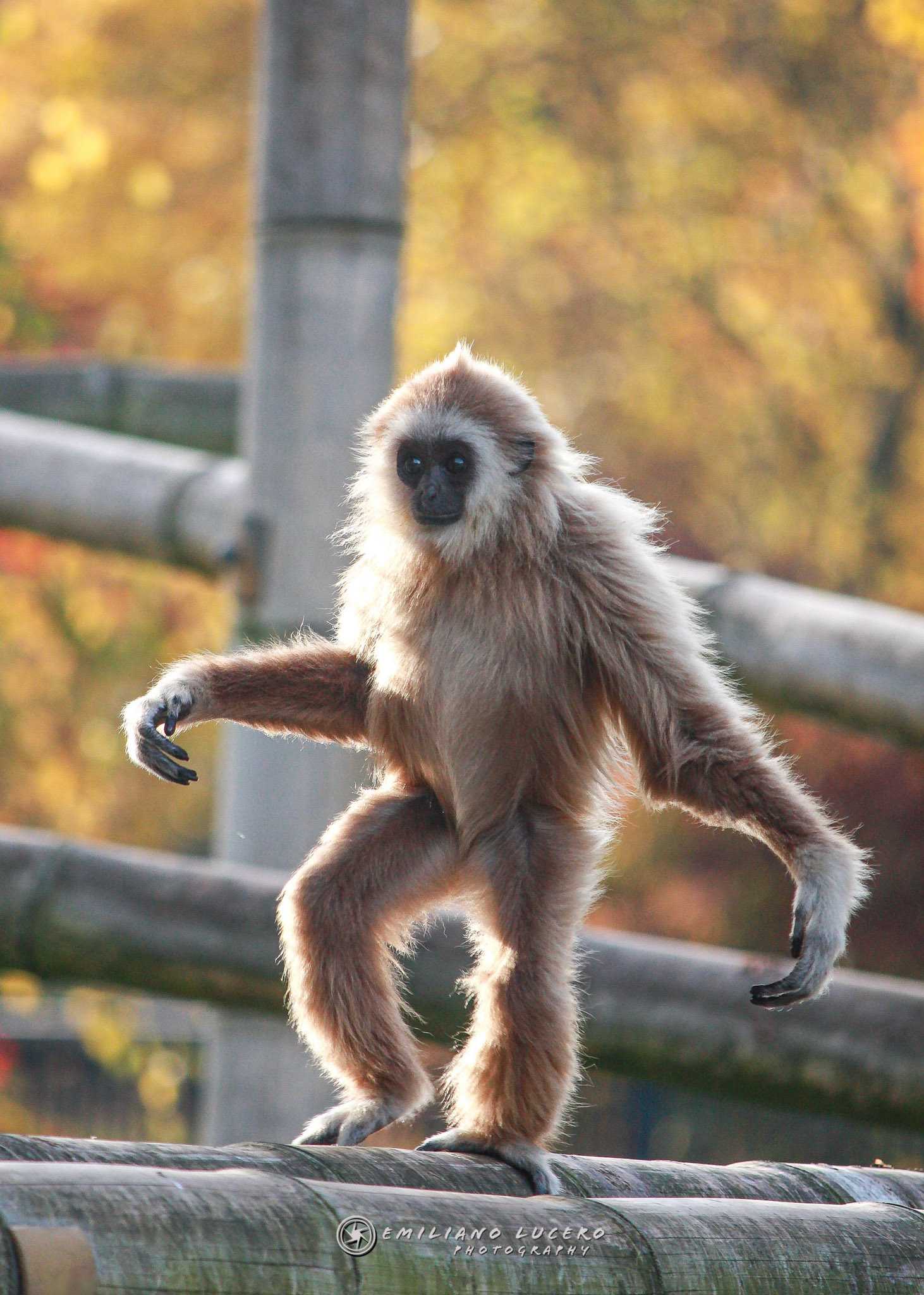 White-Handed Gibbon(Hylobates lar)Captive - Tierpark Berlin, Germany