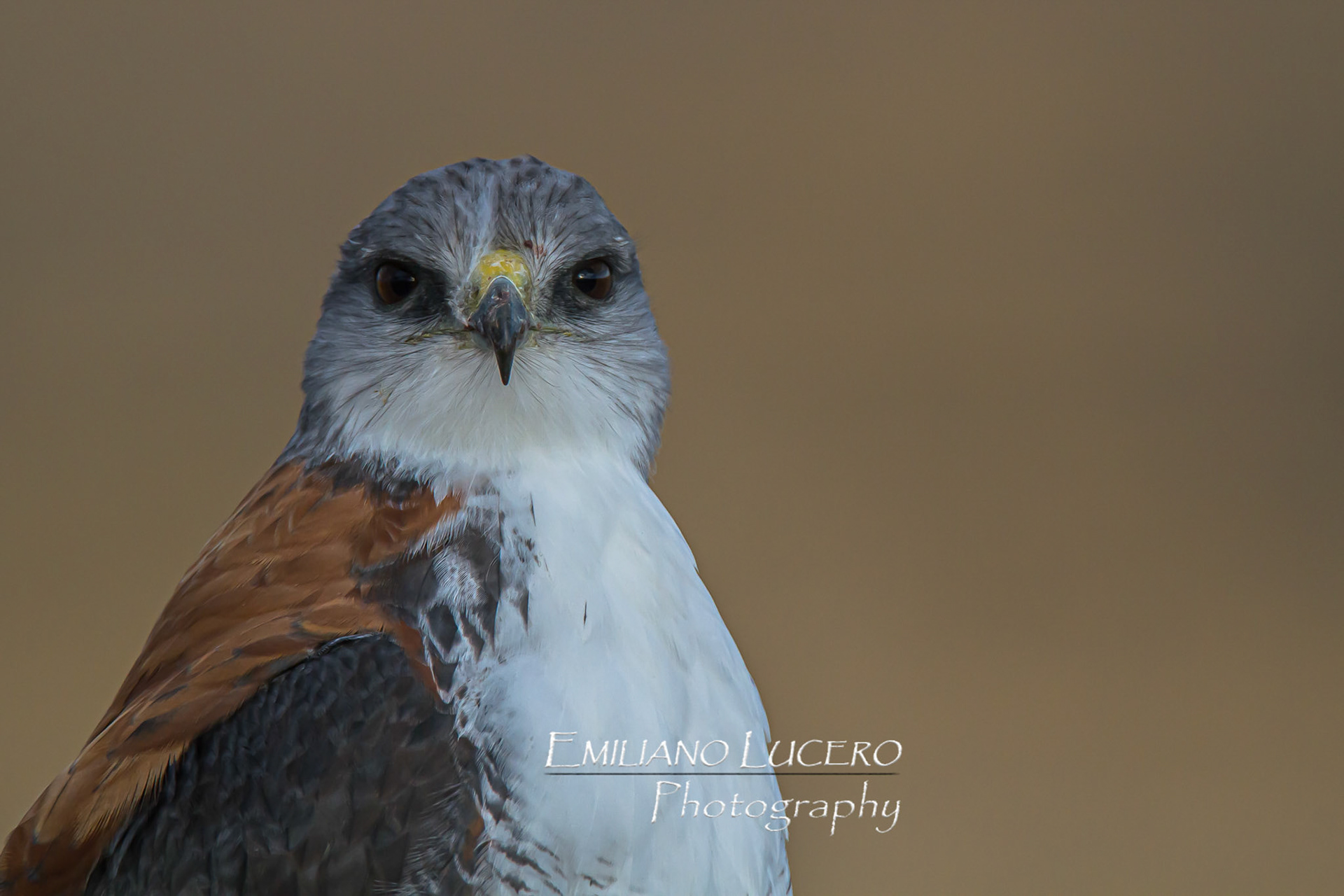 Buteo polysoma, PAtagonia Argentina