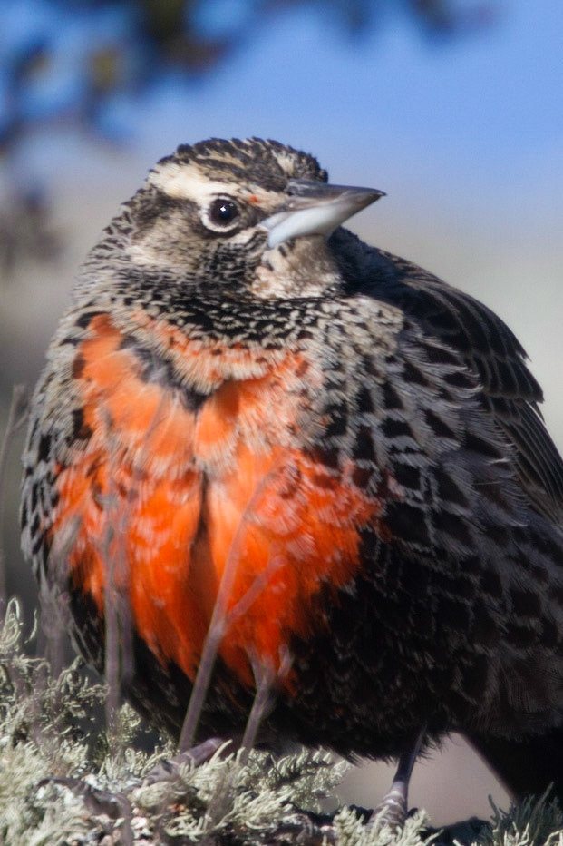 Loica Comun (Sturnella loyca)