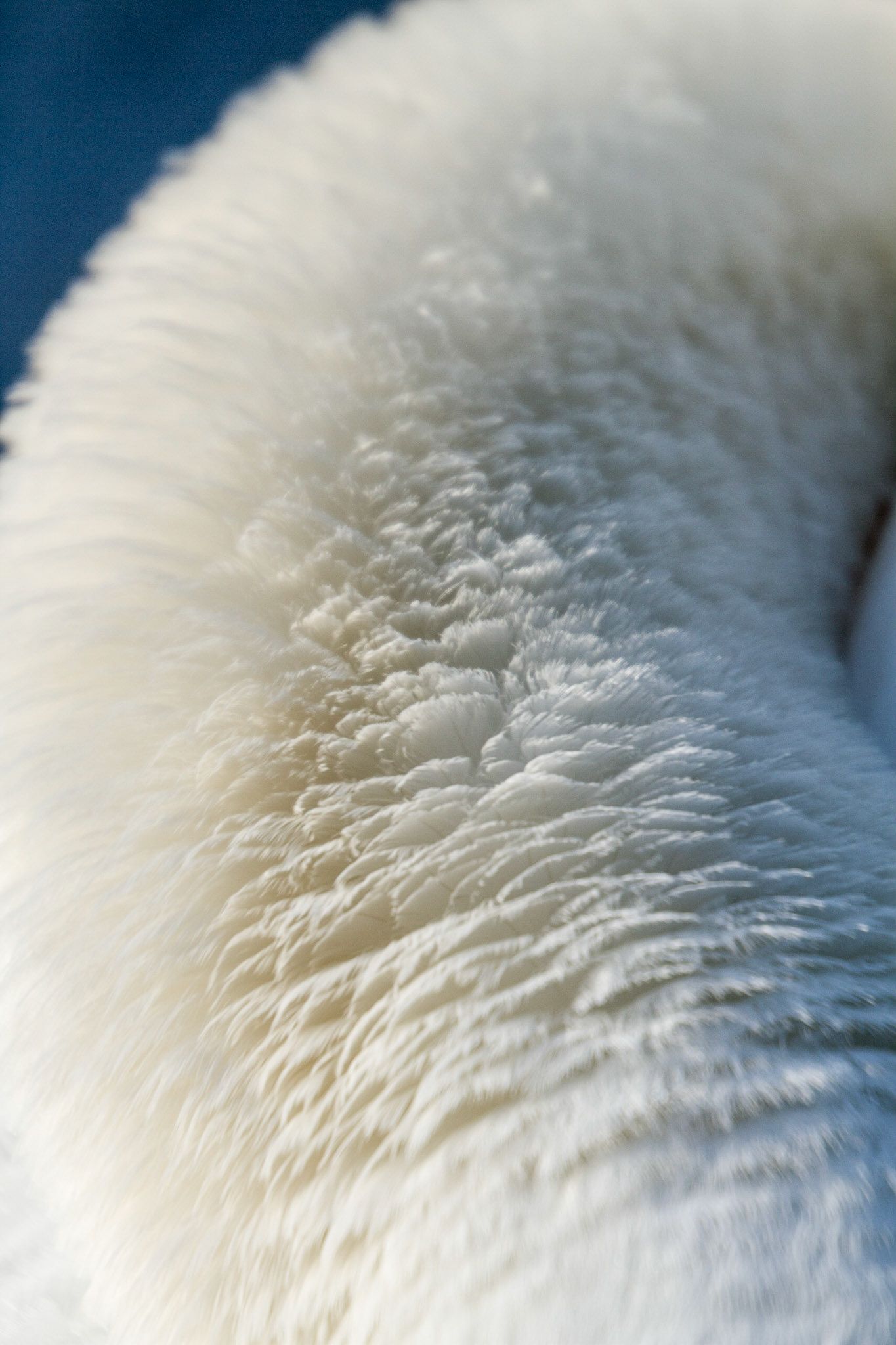 Mute Swan - Cygnus olor
