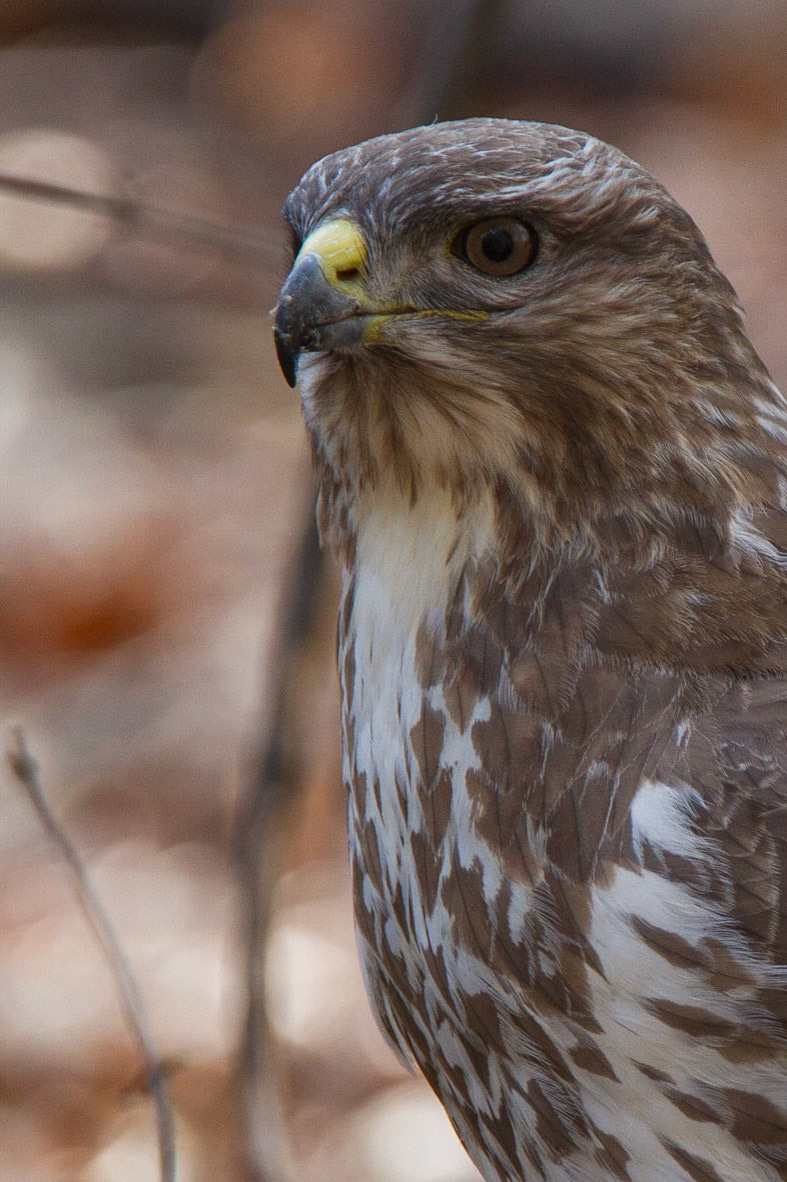 Common Buzzard - Buteo buteo