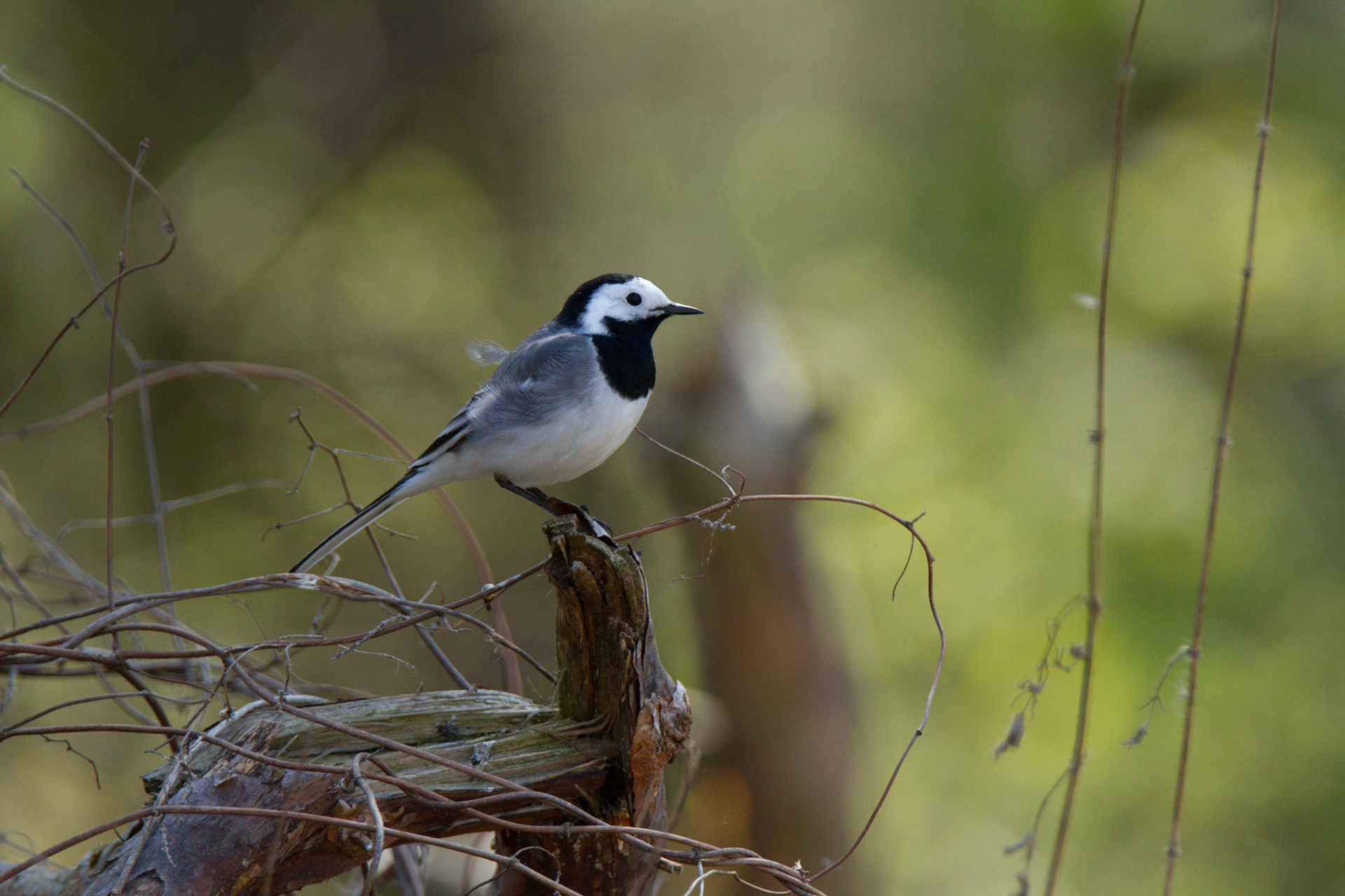 White wagtail -motacilla alba