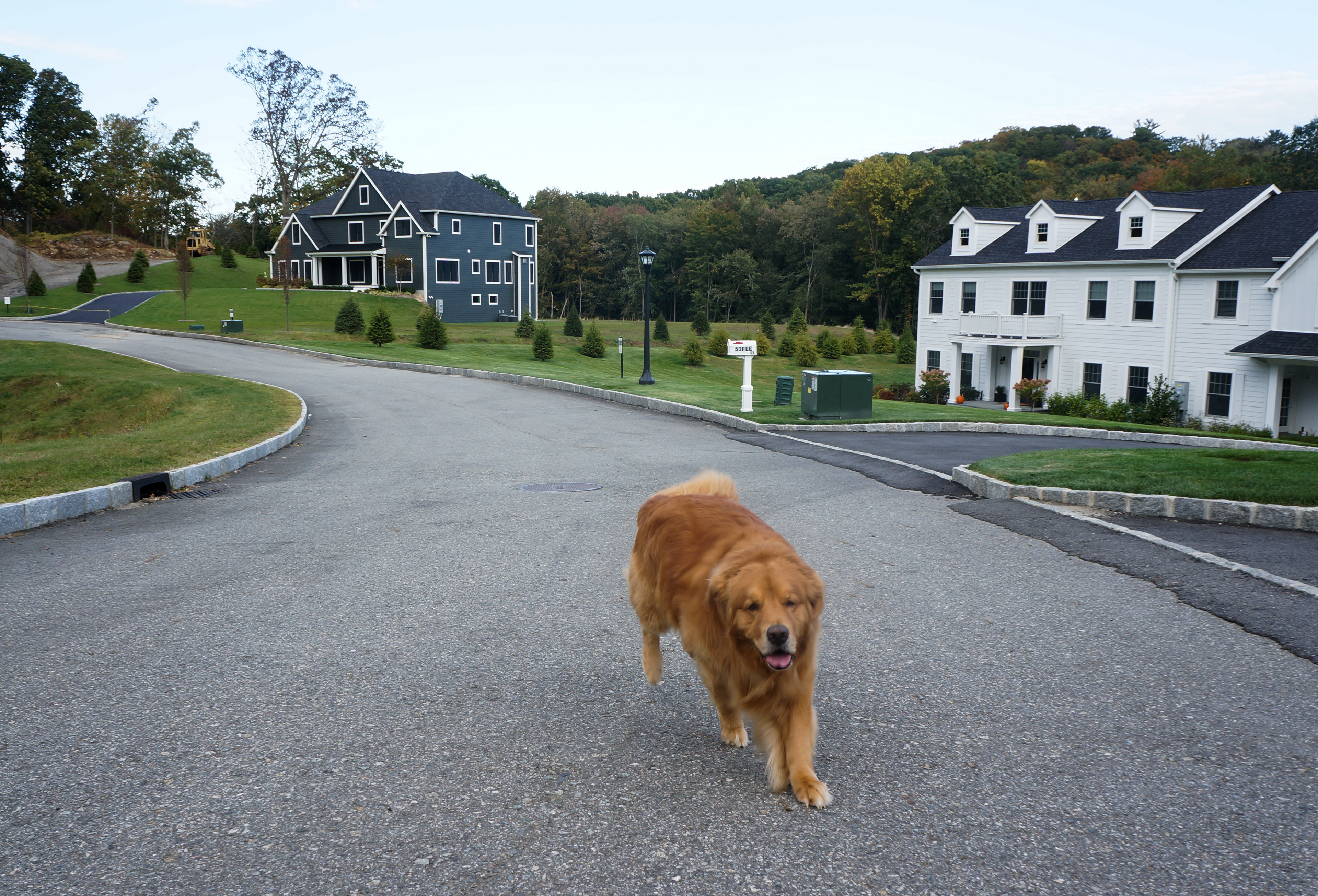Briarcliff, NY, 18 Sept. Stop Motion photograph of Pegasus running towards the camera in the Briarcliff Neighborhood