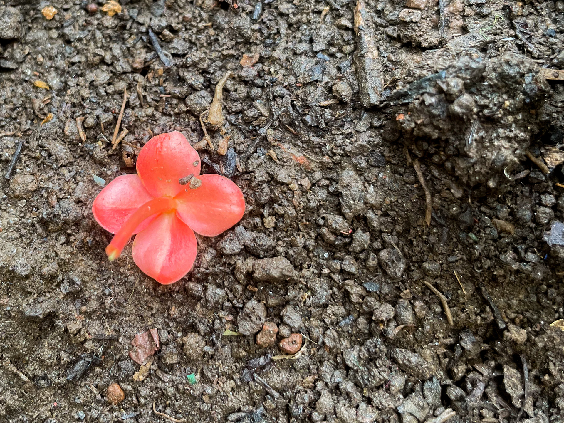 A flower lying on the fertile soil. July 22, 2022.