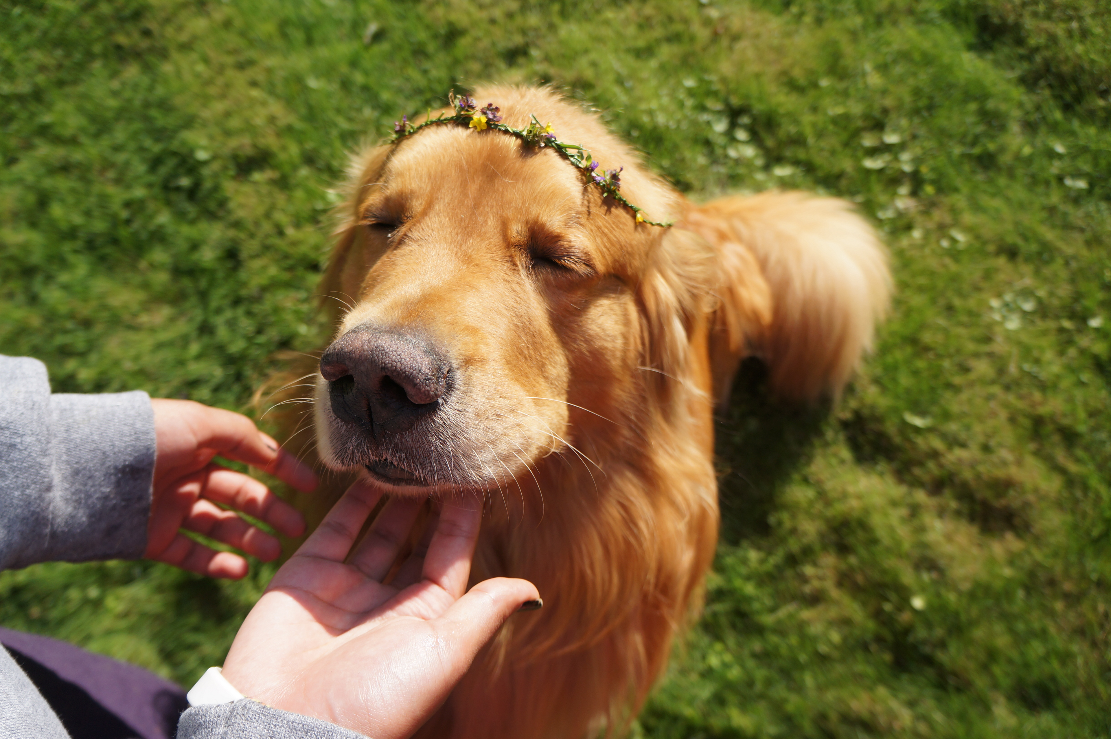Briarcliff, NY, 18 Sept. Shallow Depth of Field Technique on Pegasus, the family dog of the Rastogis.