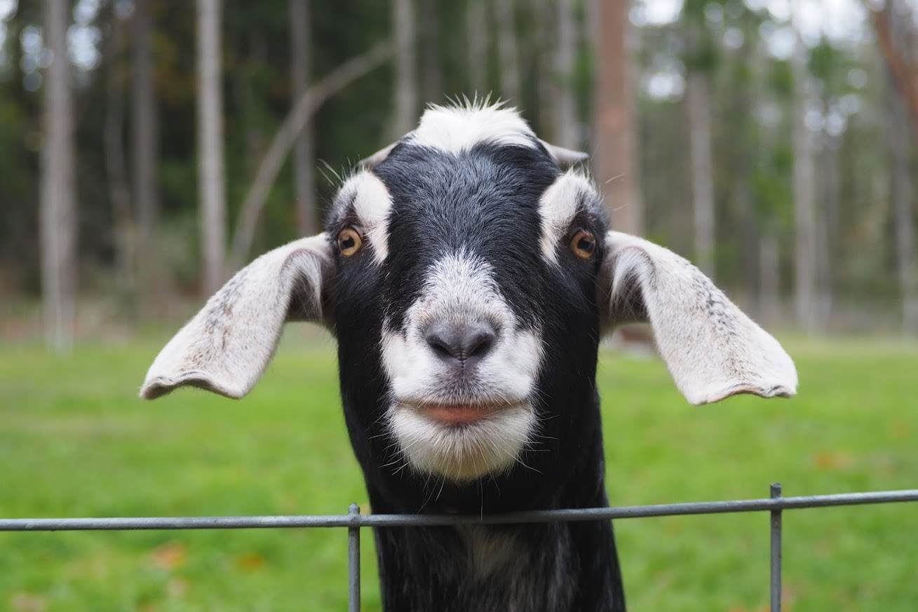 2020 | Bainbridge Island