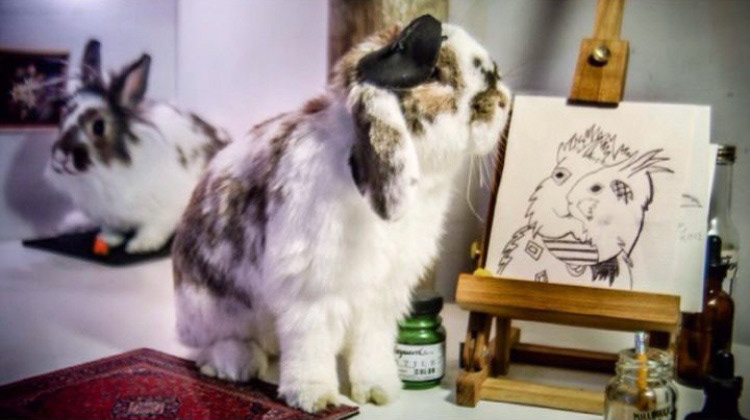 Rambobachelorbunny
