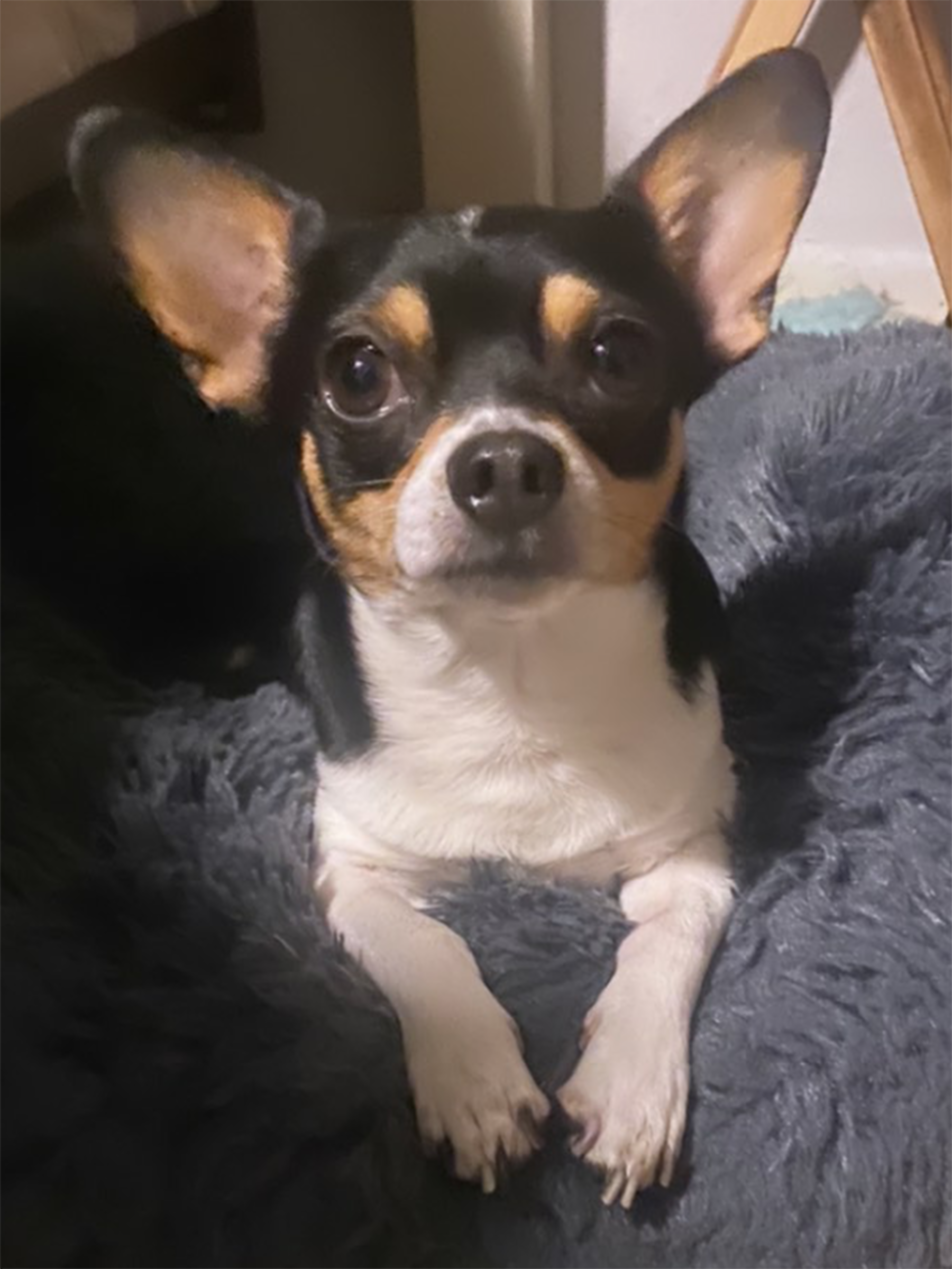 Pico the Chihuahua