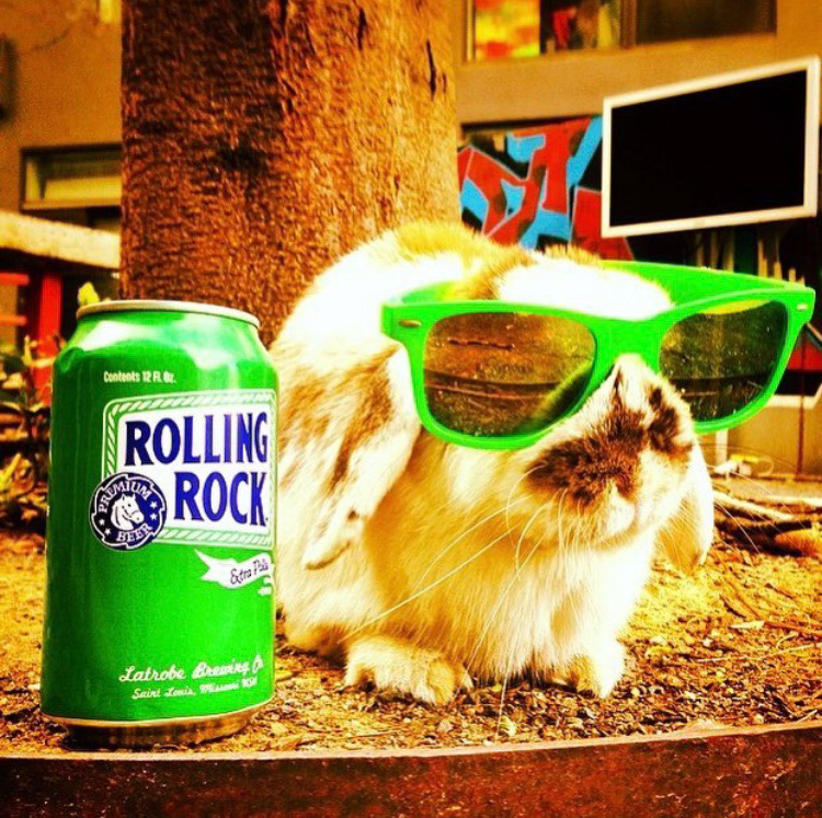 Rambobachelorbunny