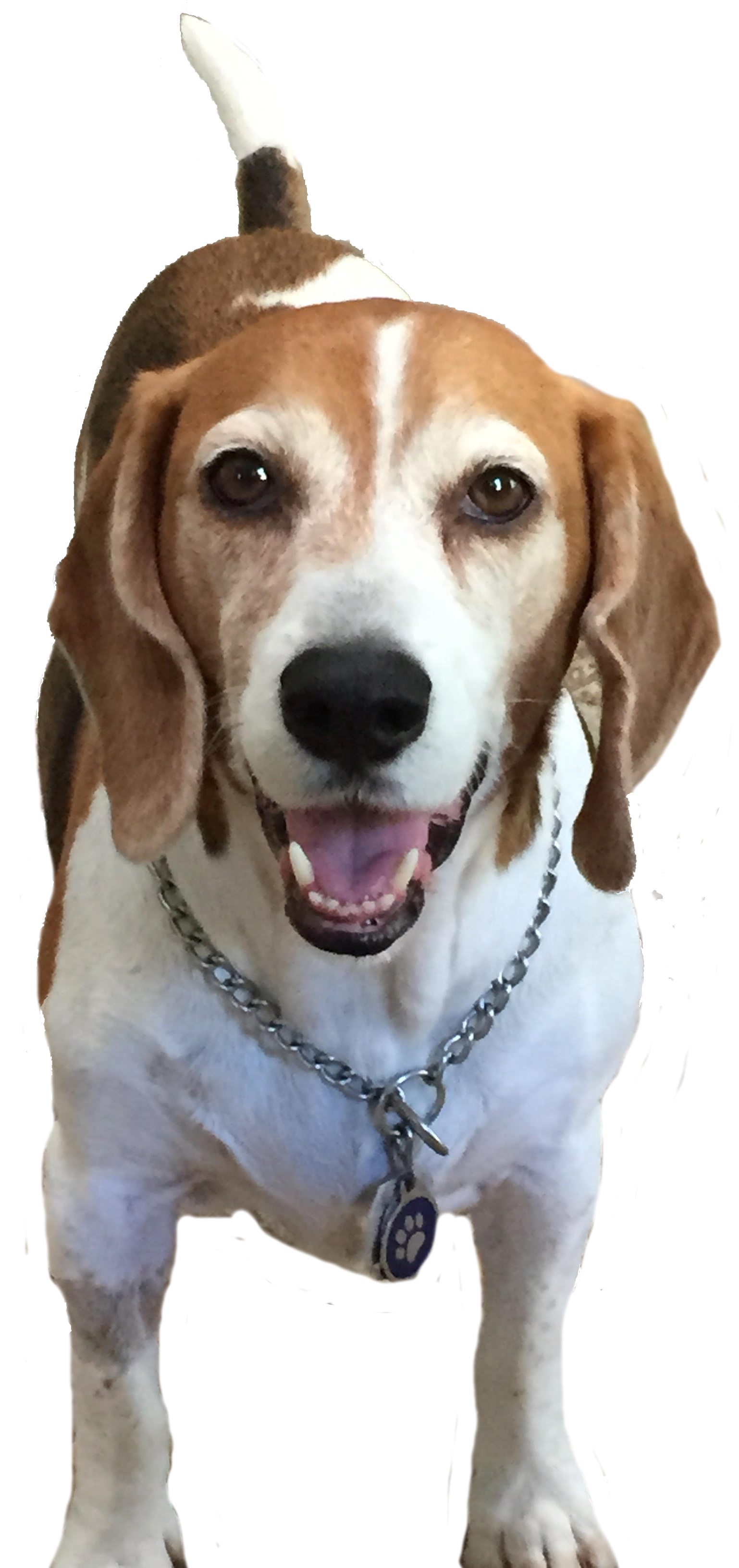 Buddy the Beagle