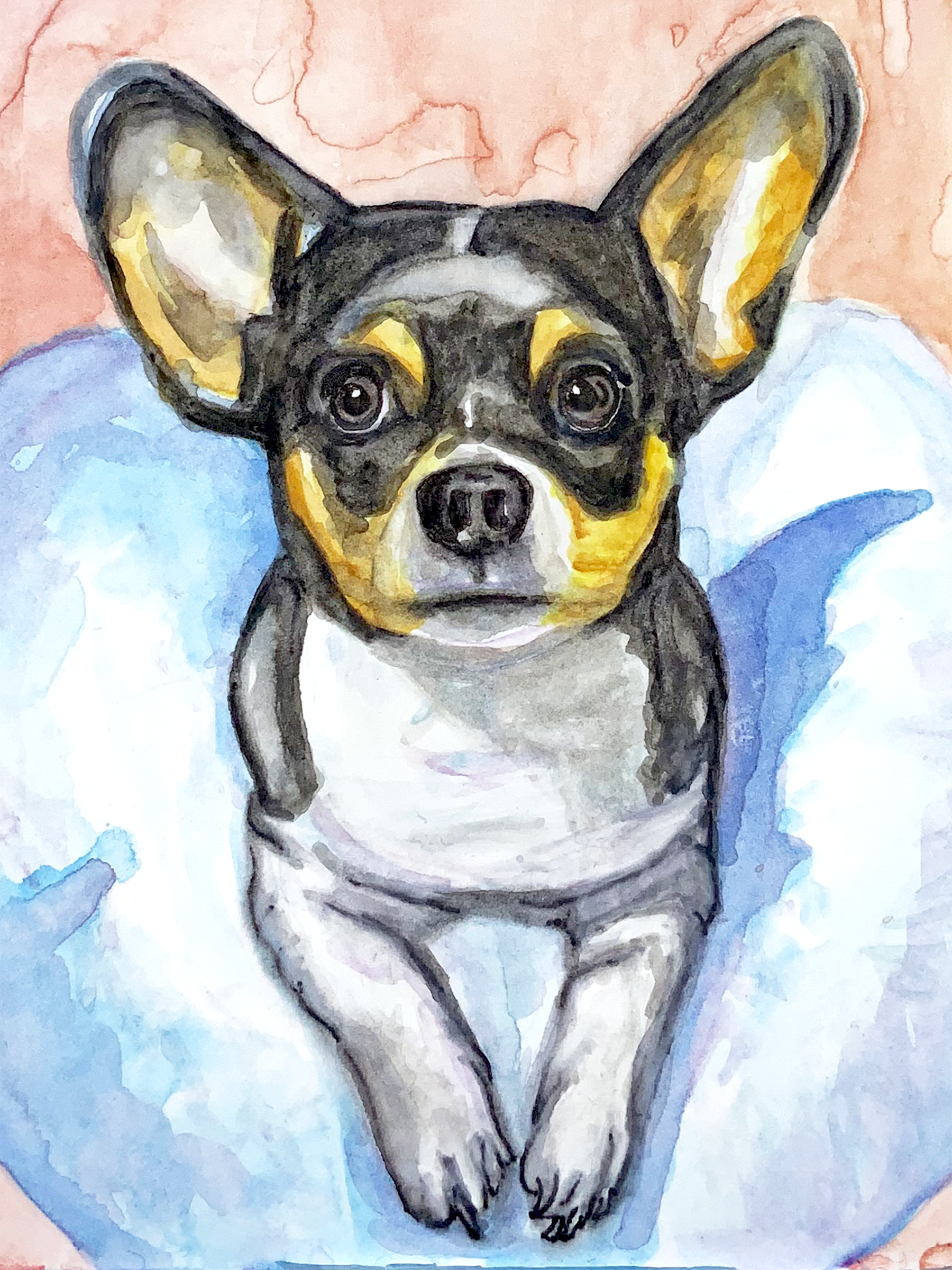 Pico the Chihuahua