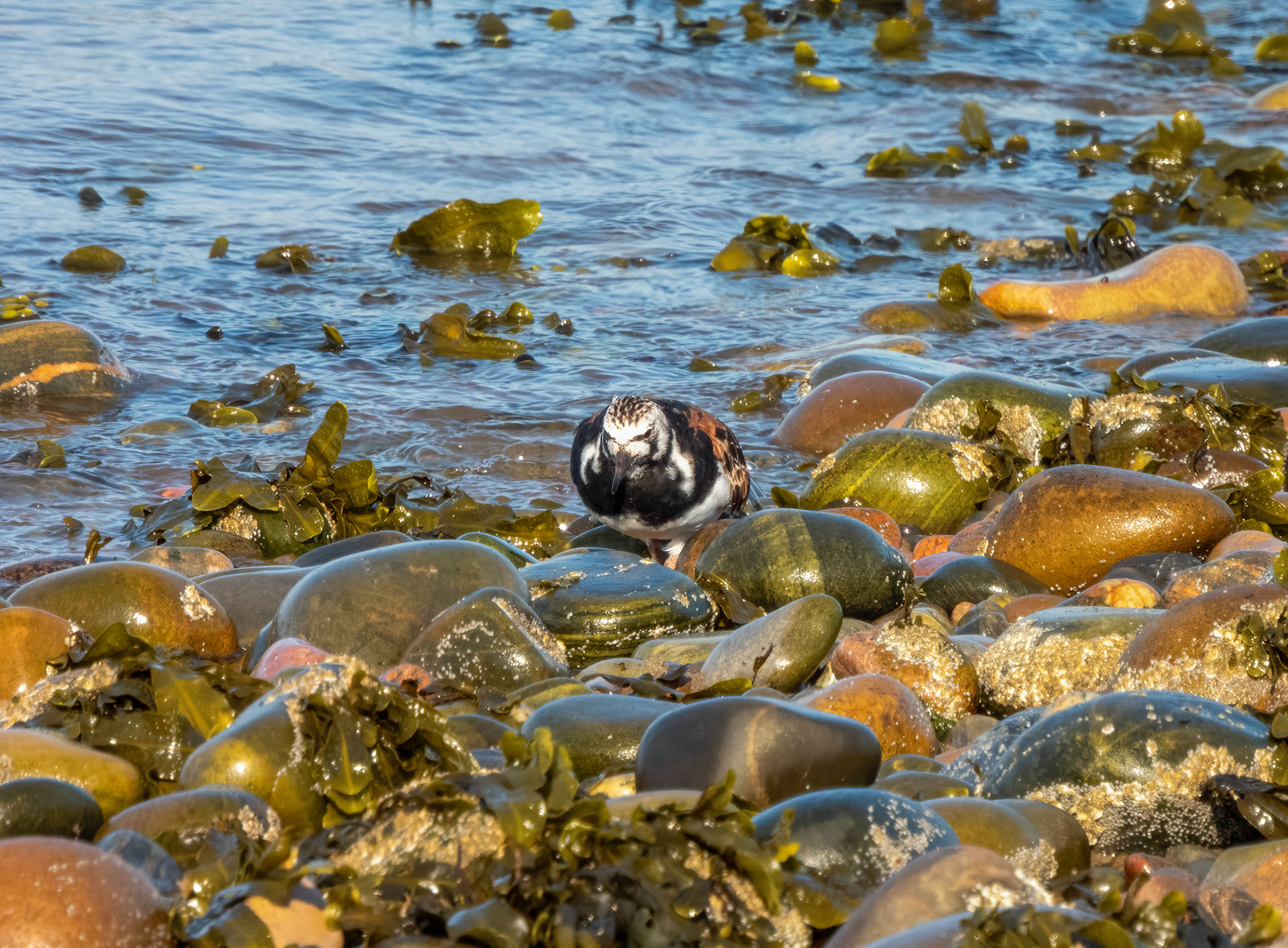 Turnstone variations